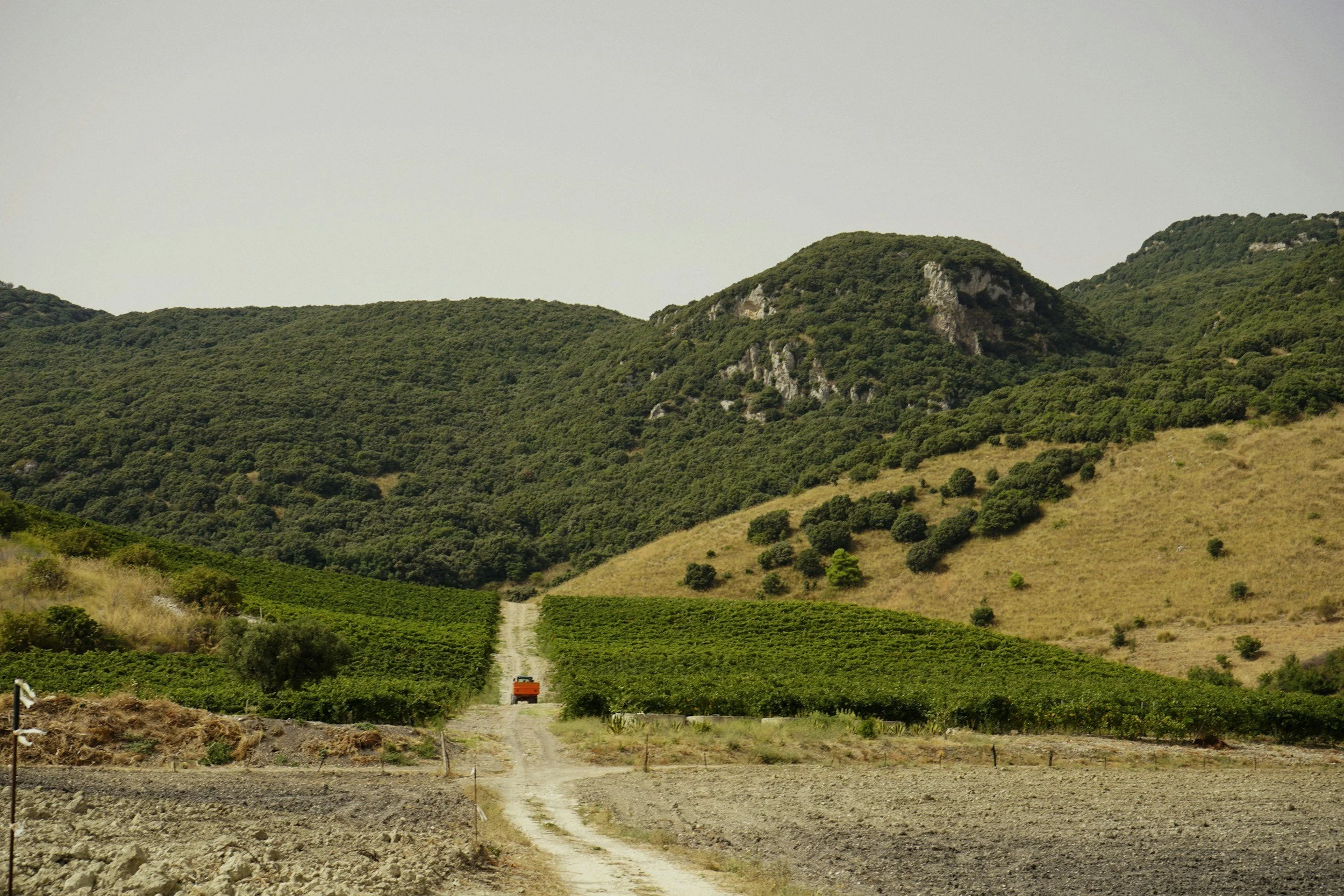 A dirt road running through a vineyard with green hills and mountains in the background under a cloudy sky.