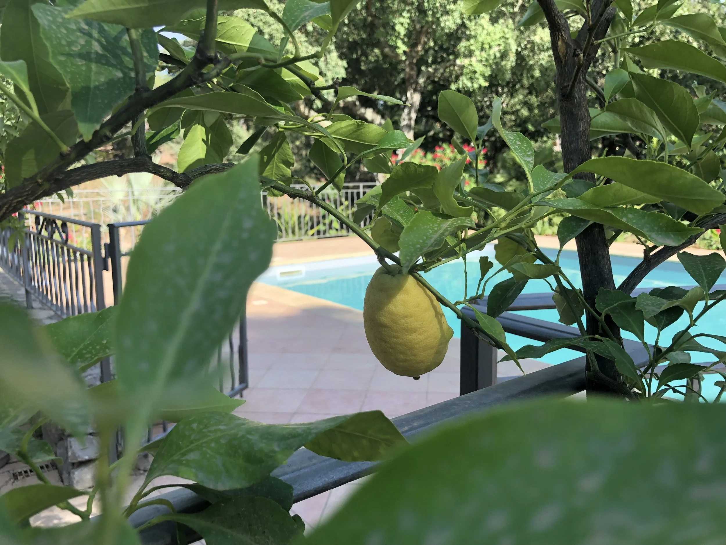 Un citron jaune pousse sur un arbre près de la piscine, entouré de feuilles vertes.