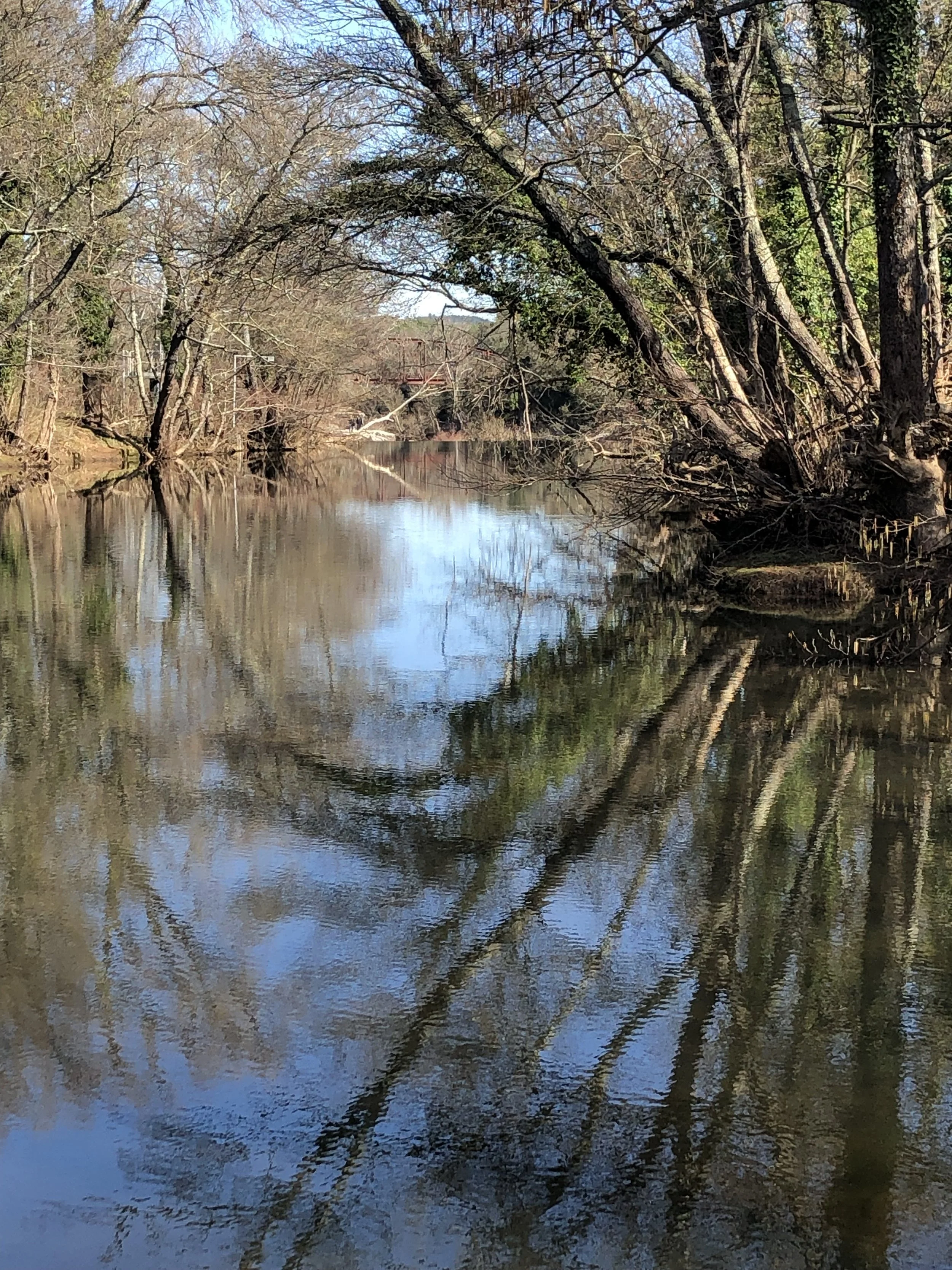 Une rivière bordée d'arbres nus et verts, avec des reflets de l'eau, sous un ciel bleu clair.