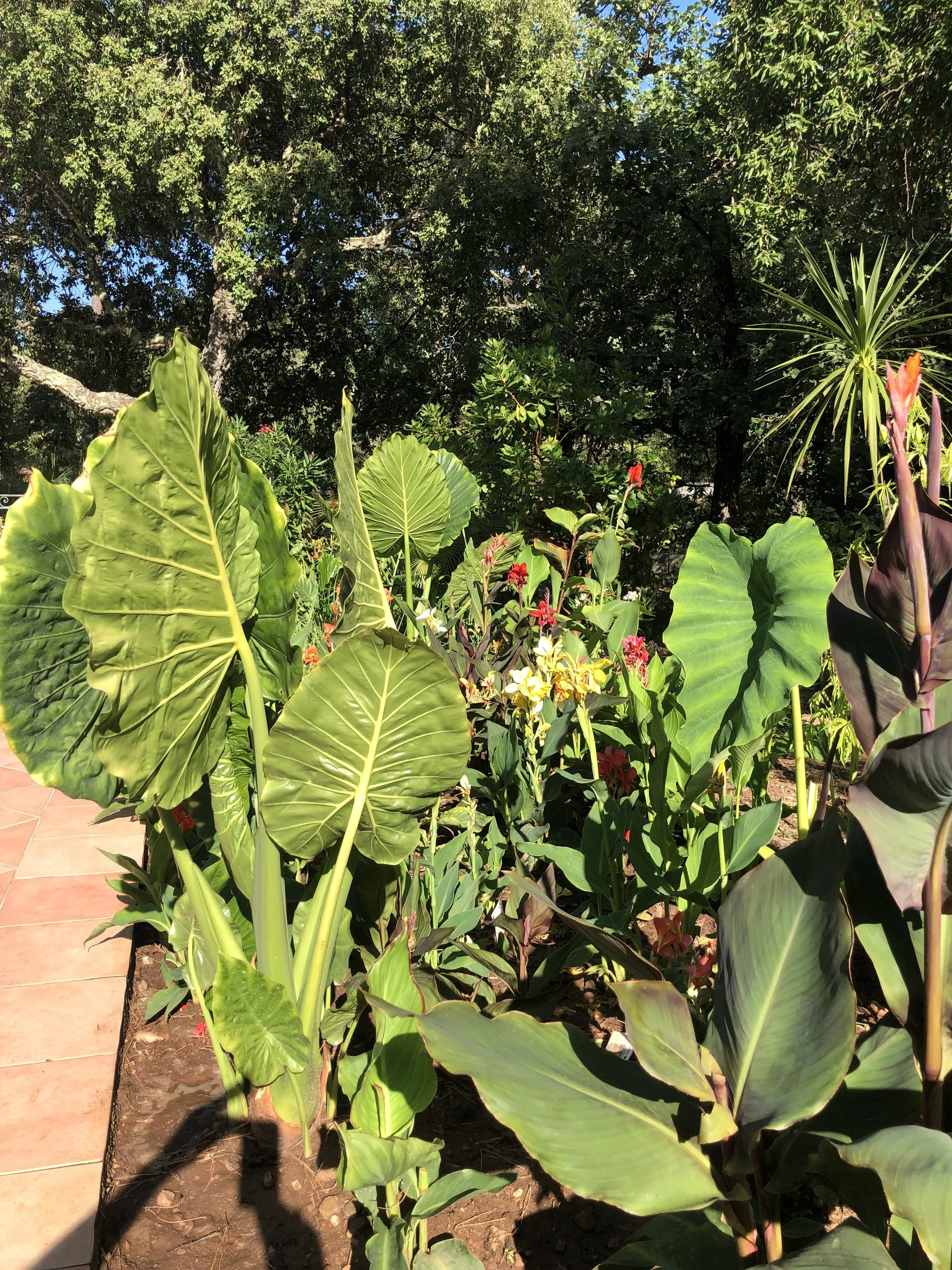 Jardin avec de grandes feuilles vertes, des fleurs rouges et jaunes, et un arbre en fond sous un ciel bleu.