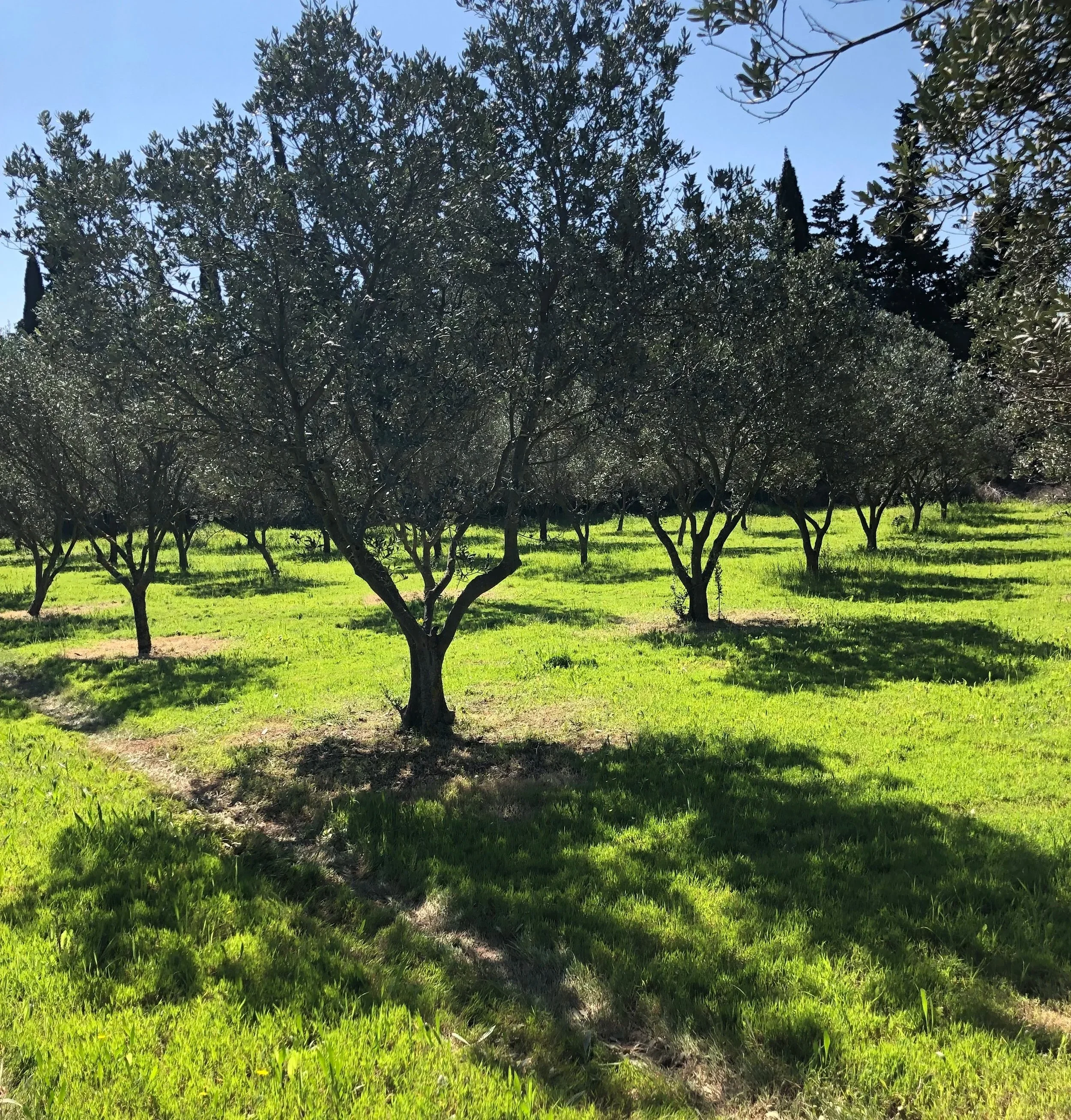 Une plantation d'arbres, avec des arbres éparpillés dans un espace vert en plein jour.