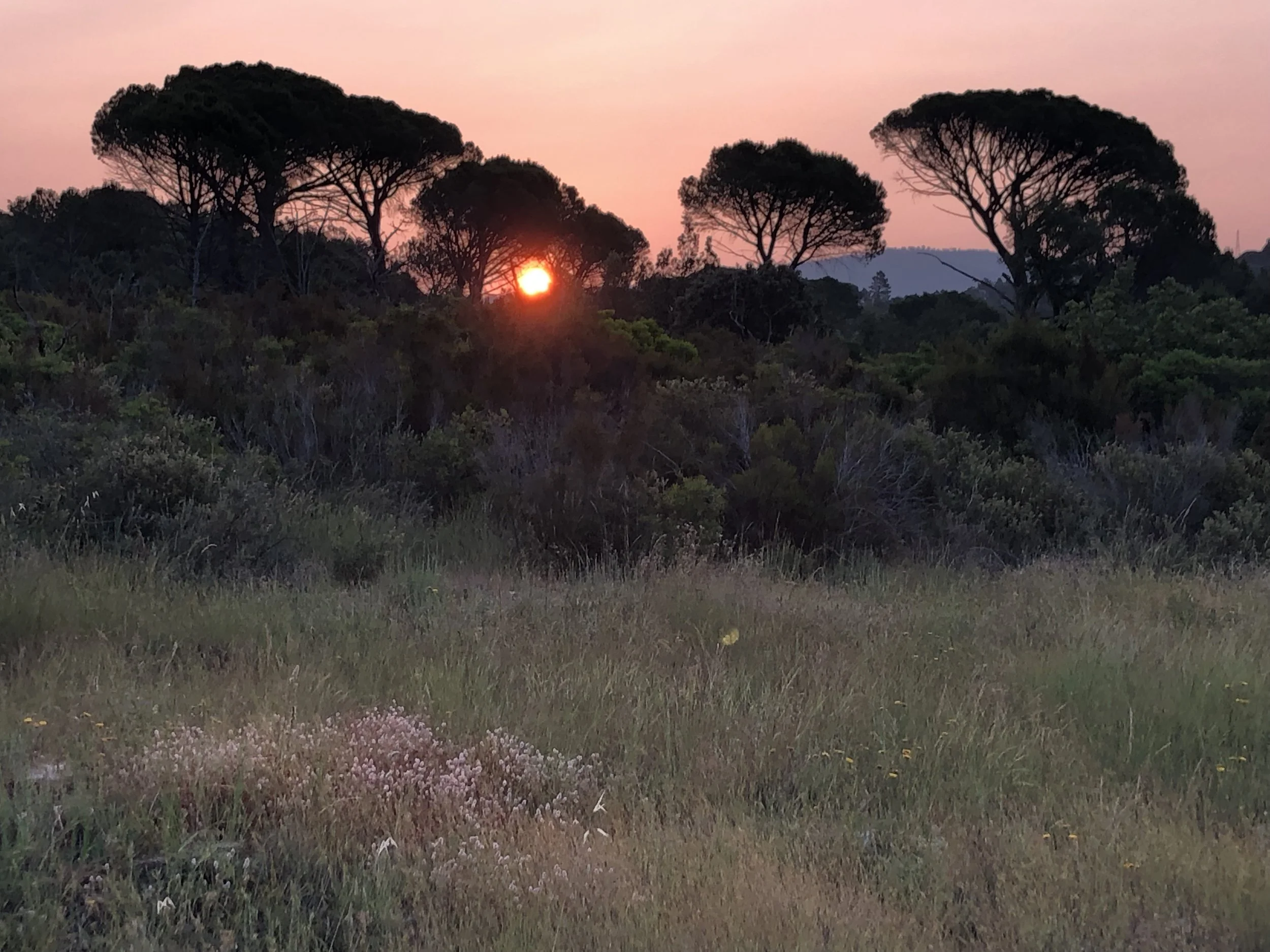 Coucher de soleil derrière des arbres d'une forêt, avec un ciel rose et une végétation herbacée au premier plan.
