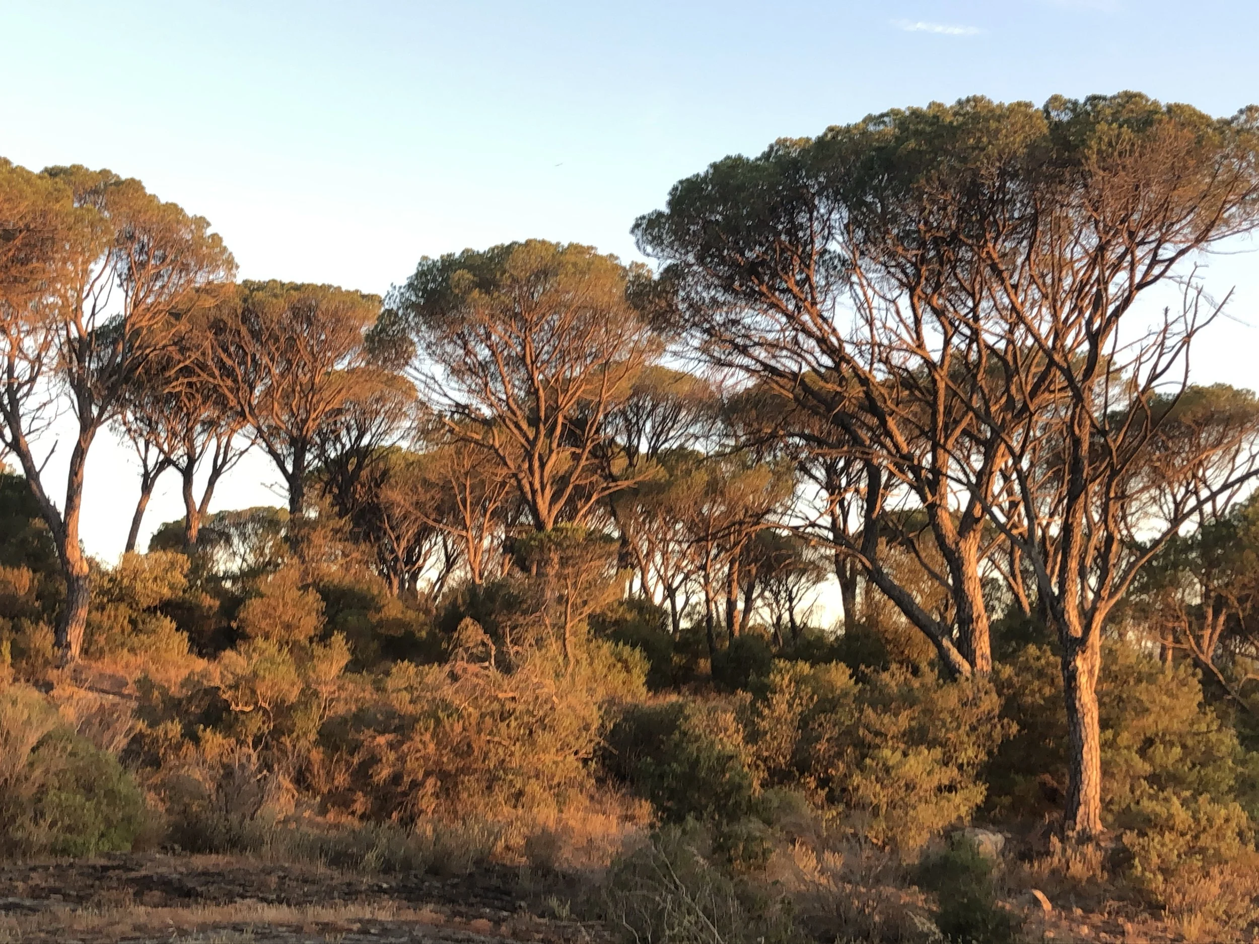 Forêt avec des arbres aux branches nuages sous un ciel clair au coucher du soleil.
