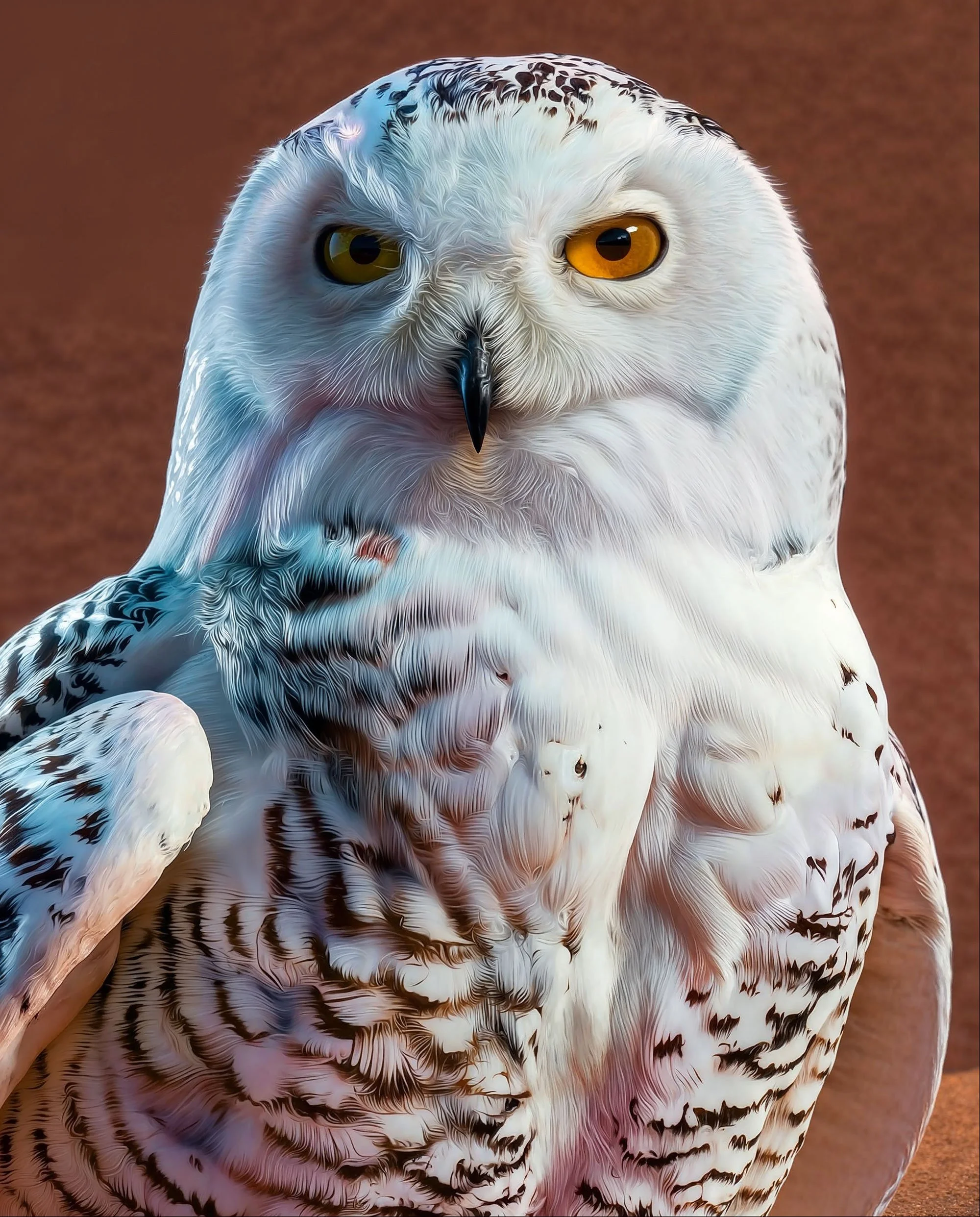 Close-up of a snowy owl with bright yellow eyes, black beak, white and brown feathers, against a brown background.