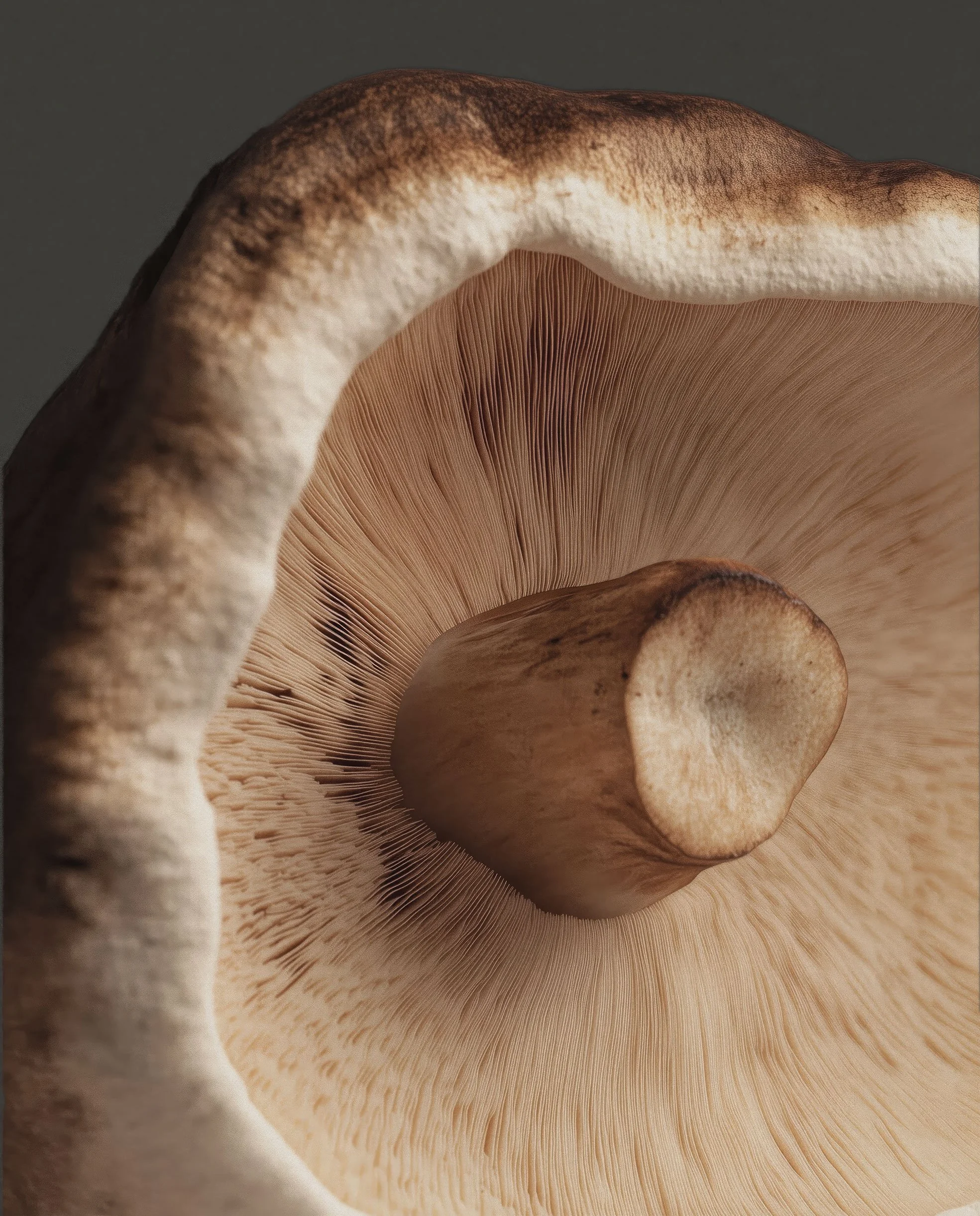 Close-up of a brown mushroom showing its gills and stem.