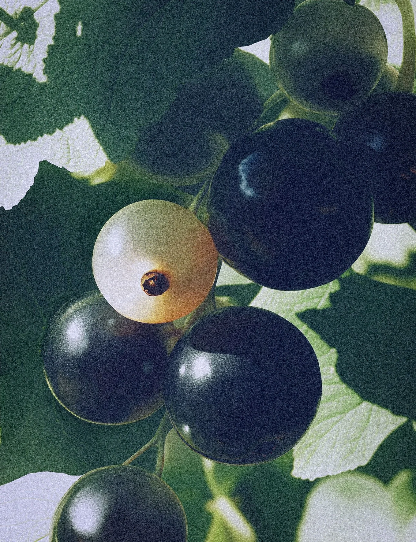 Close-up of green and black grapes on a vine with leaves in the background.