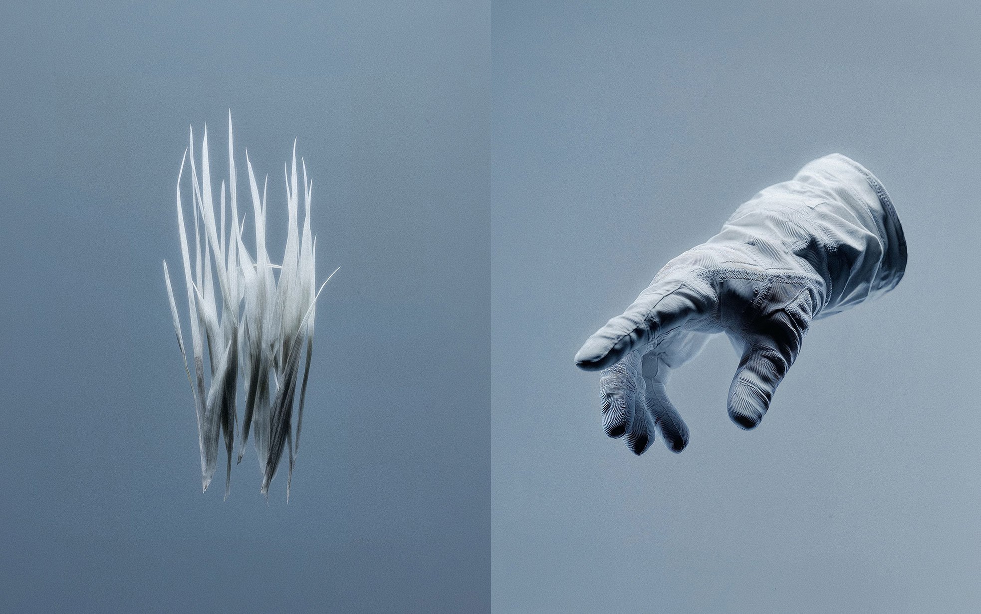 A white hand is reaching towards a cluster of white, blade-like grass on a plain, gray background.