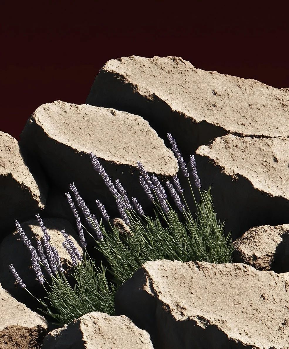 Lavender plants growing among large beige rocks.