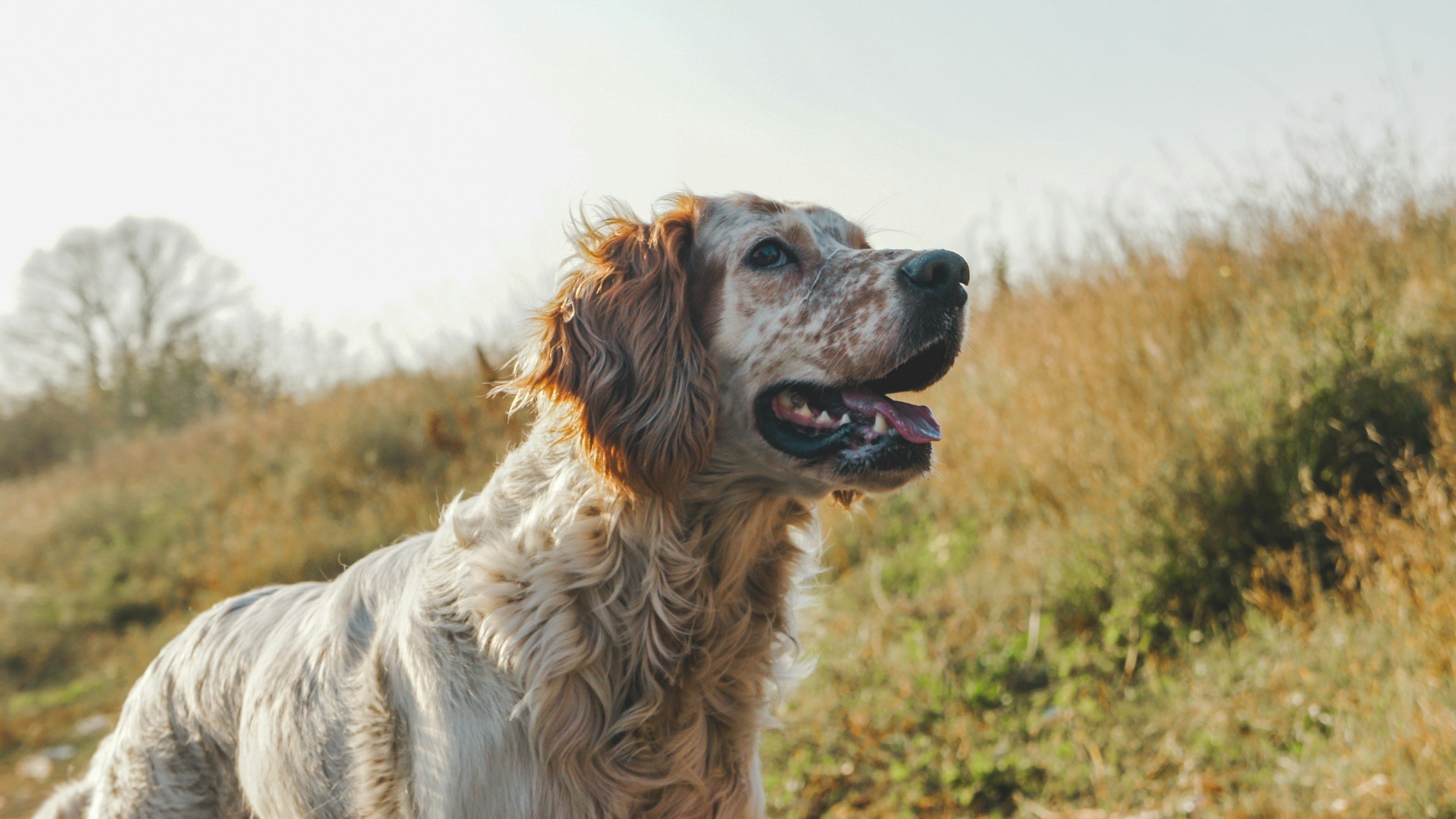 Plant‑based dog shampoo bar for outdoor dogs