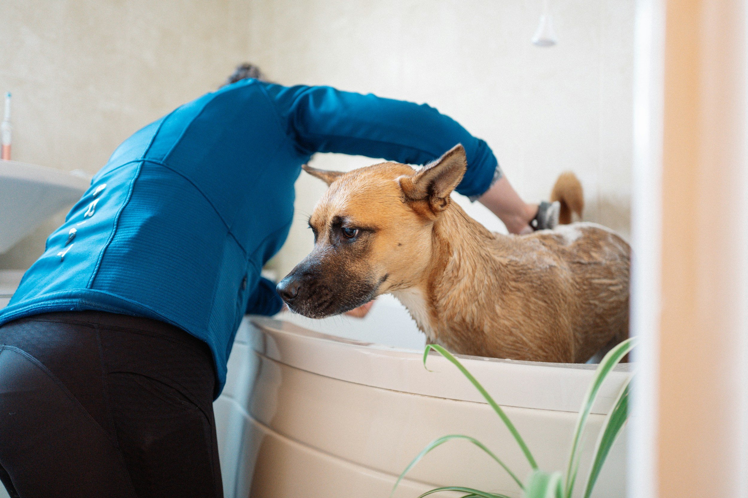 Plant‑based dog shampoo bar for outdoor dogs