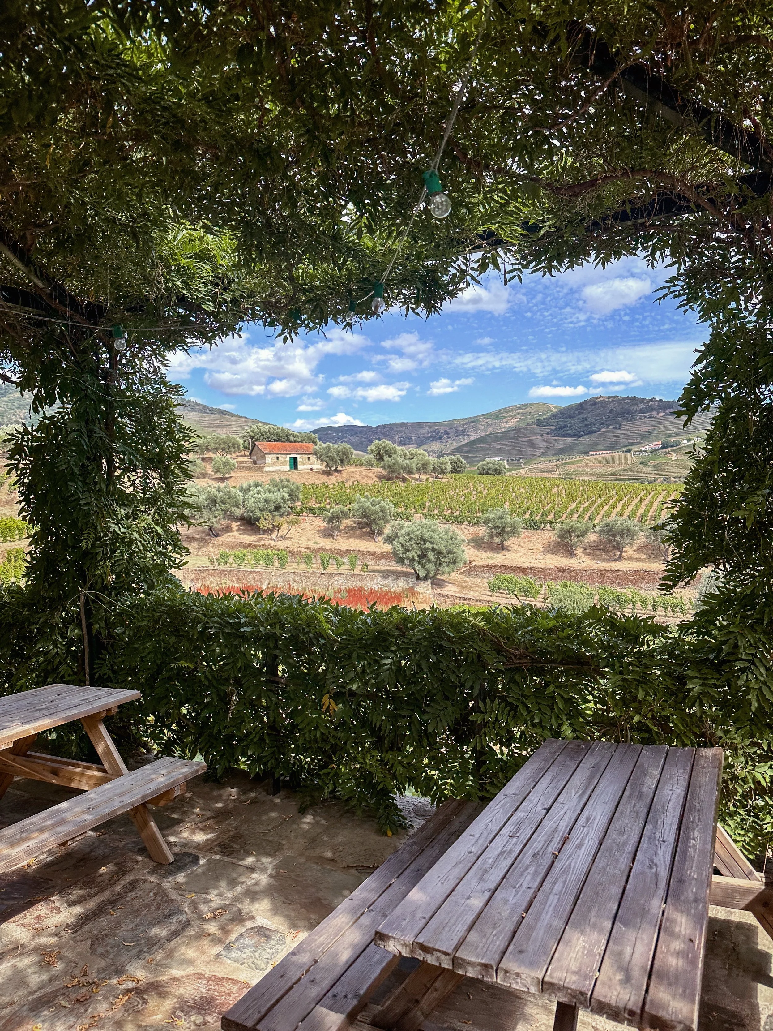 Wine Vineyards Douro Valley.jpg