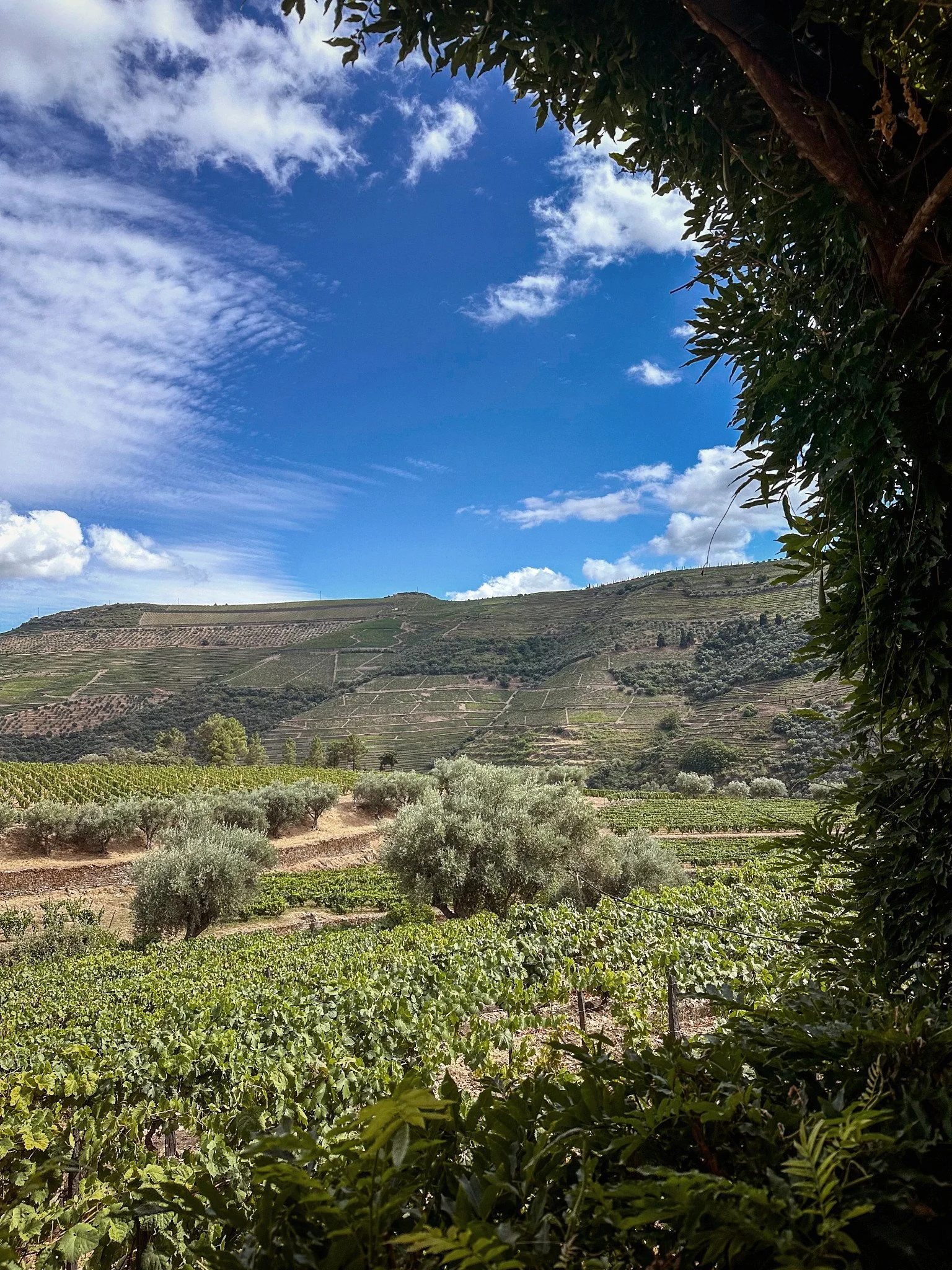 Wine Vineyards Douro Valley_2.jpg