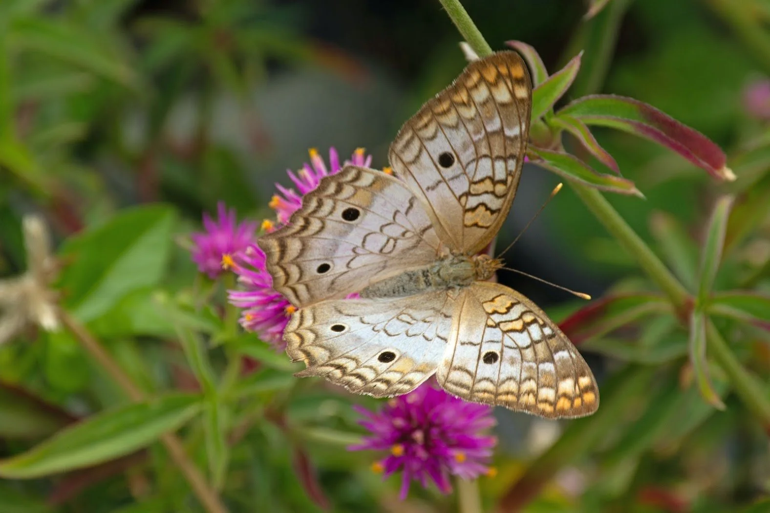 Butterfly in garden 6.jpg