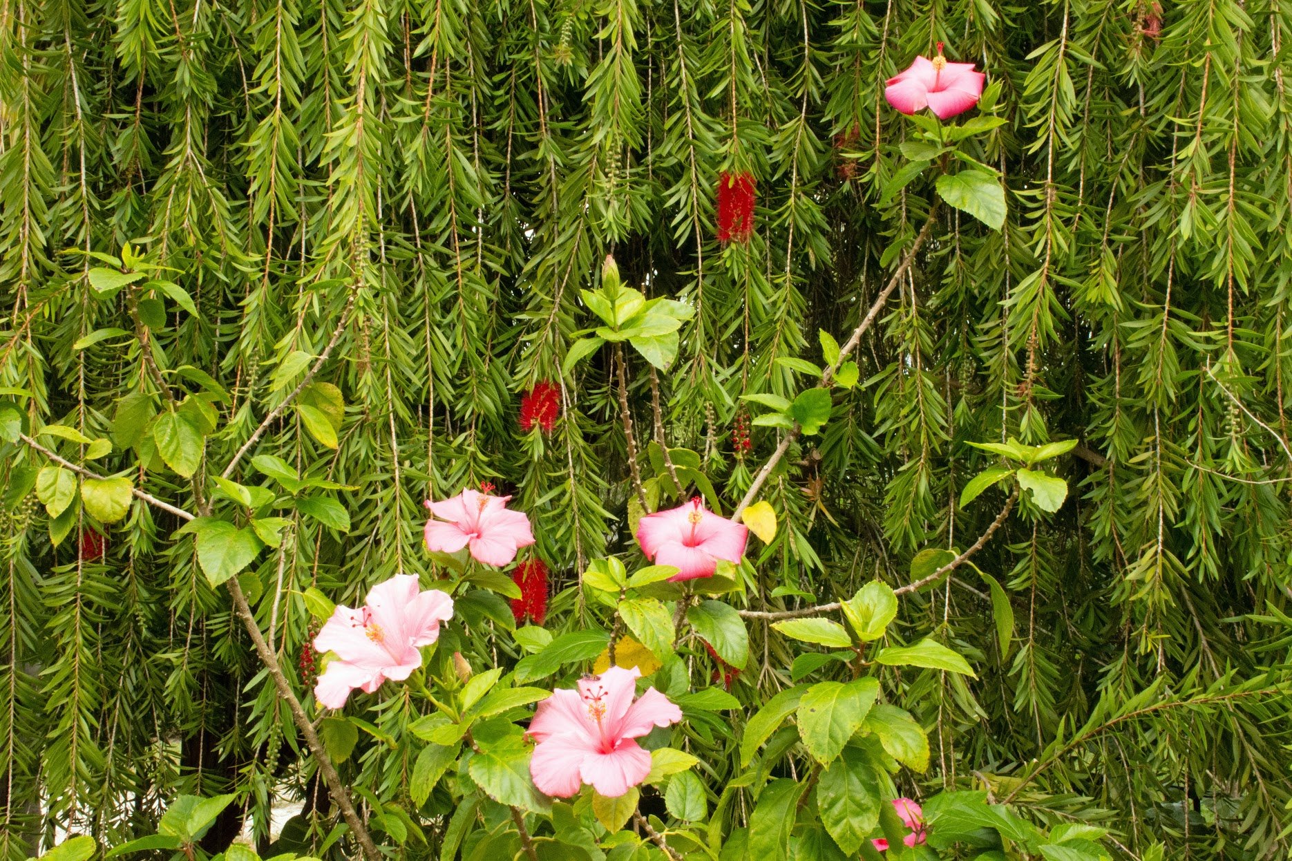 Bottlebbrush and Hibiscus.jpg