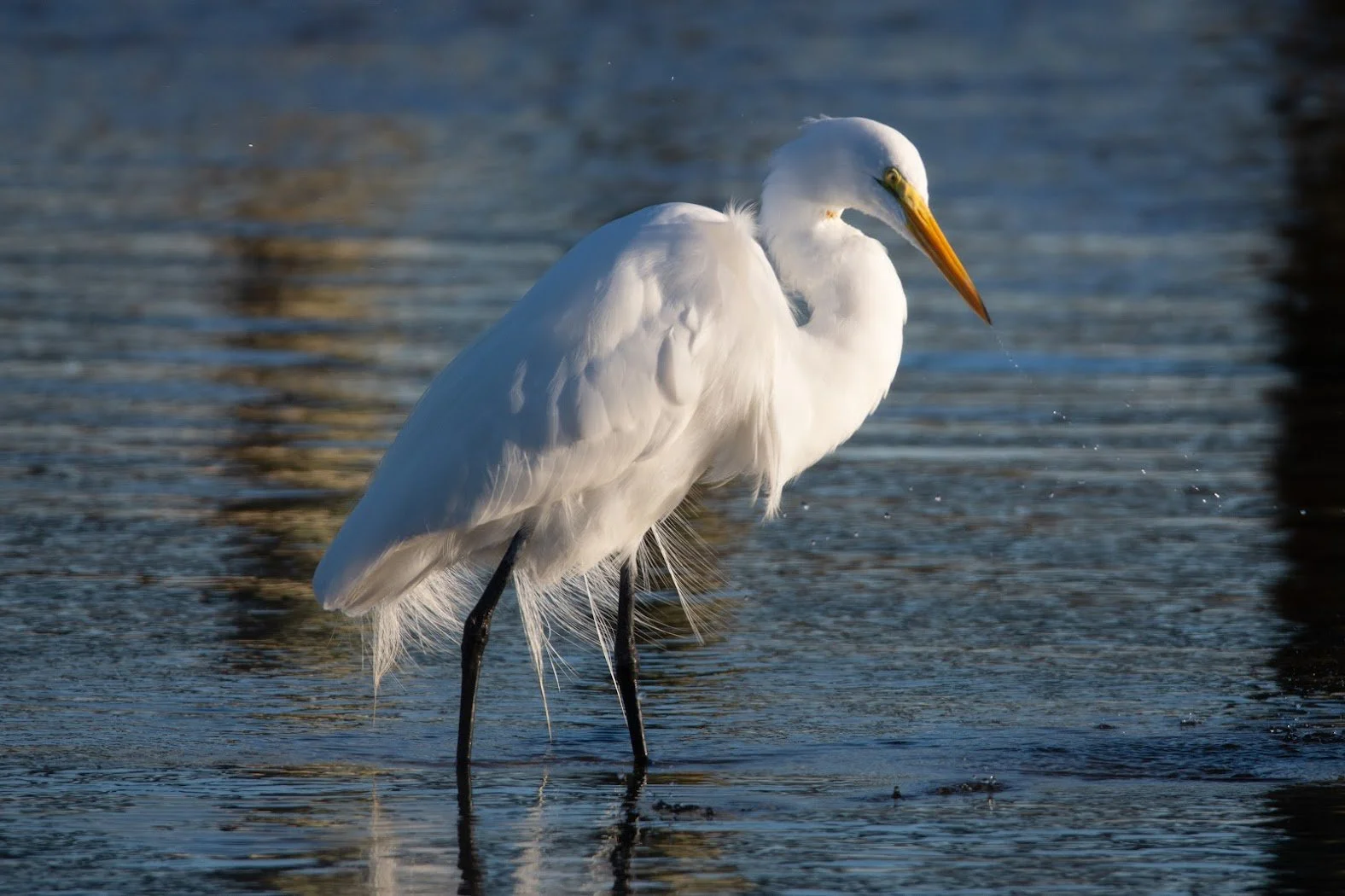 Great Egret.jpg