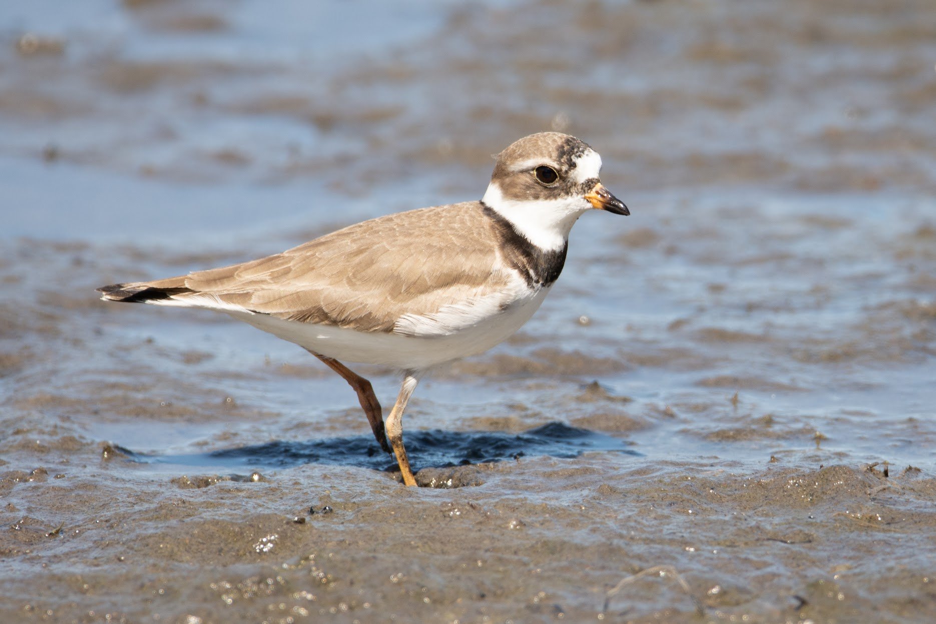Semipalated Plover.jpg