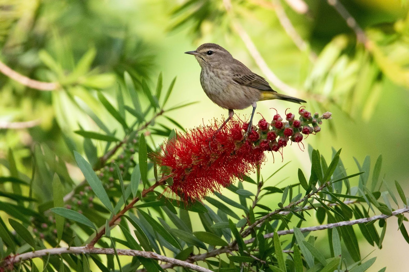 Palm Warbler.jpg