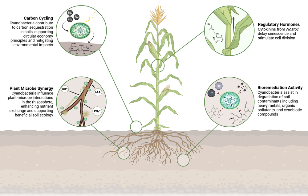 Study design and mechanism overview for bioactive compounds research