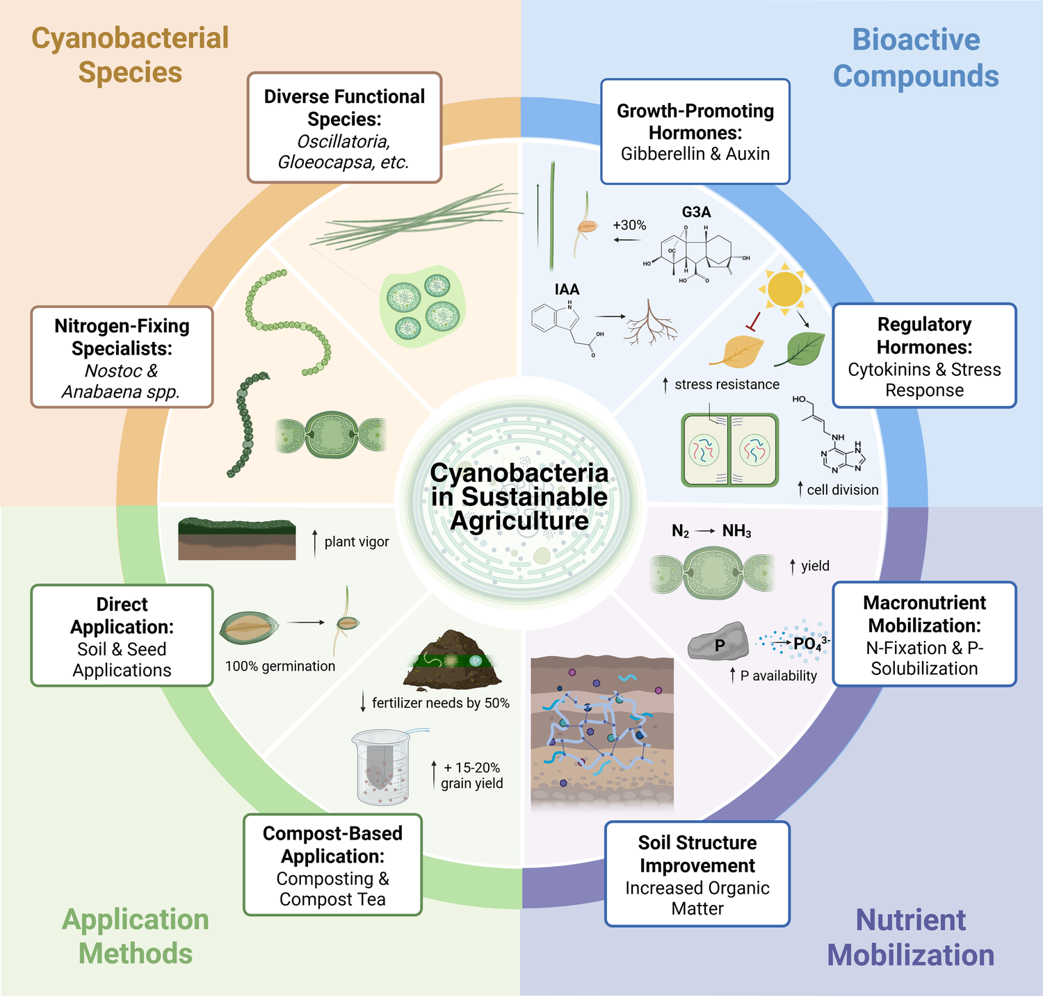 Cyanobacterial benefit mechanisms in agriculture