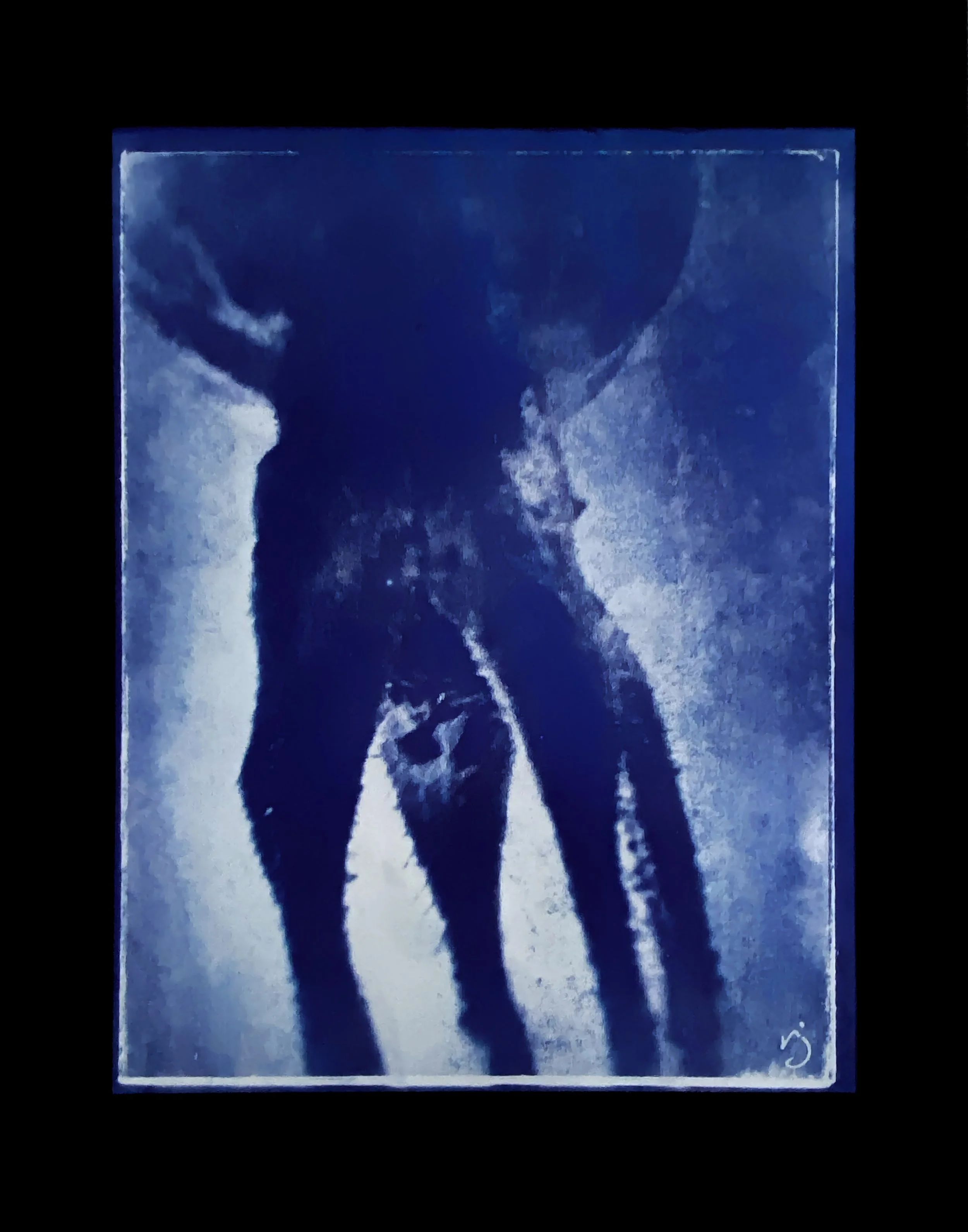 260504 A Hip On Gore (G1) - 8.5X11" Cyanotype Image on 11x14" Glass, Framed