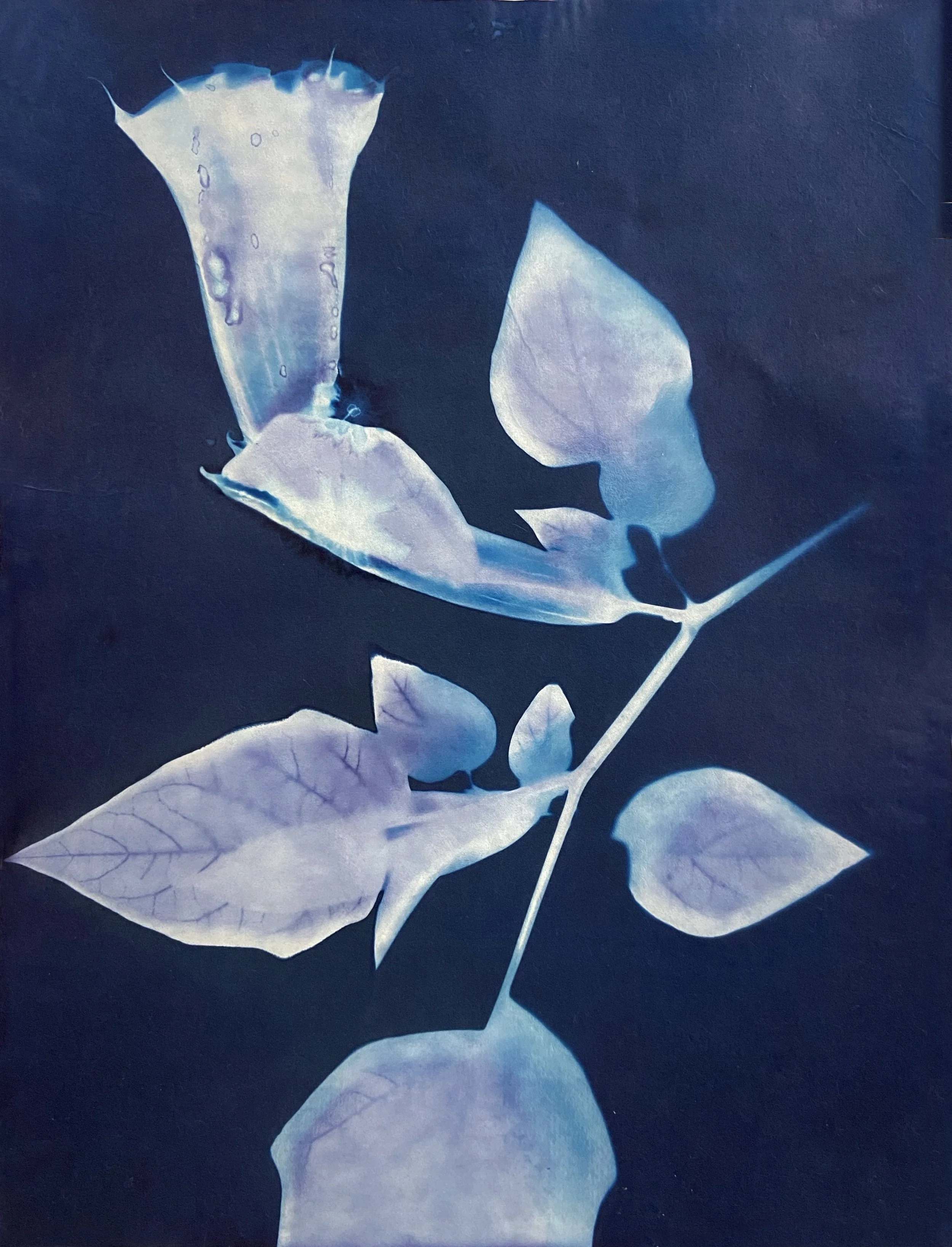 "260822 Datura"