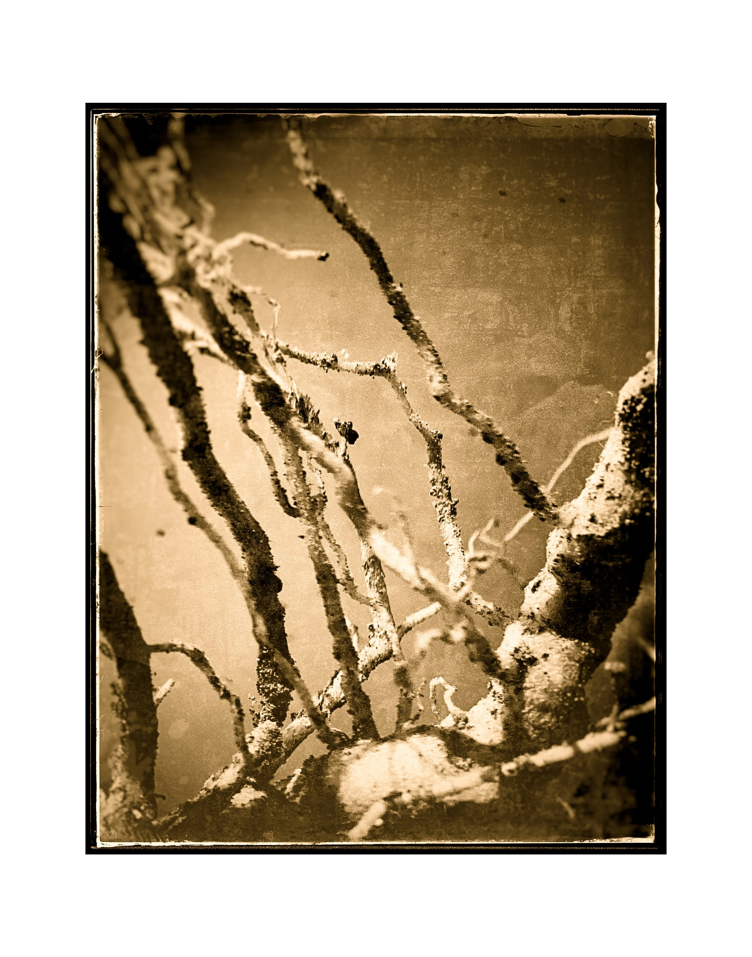 250401 April Uprooted (Sepia Reproduction)
