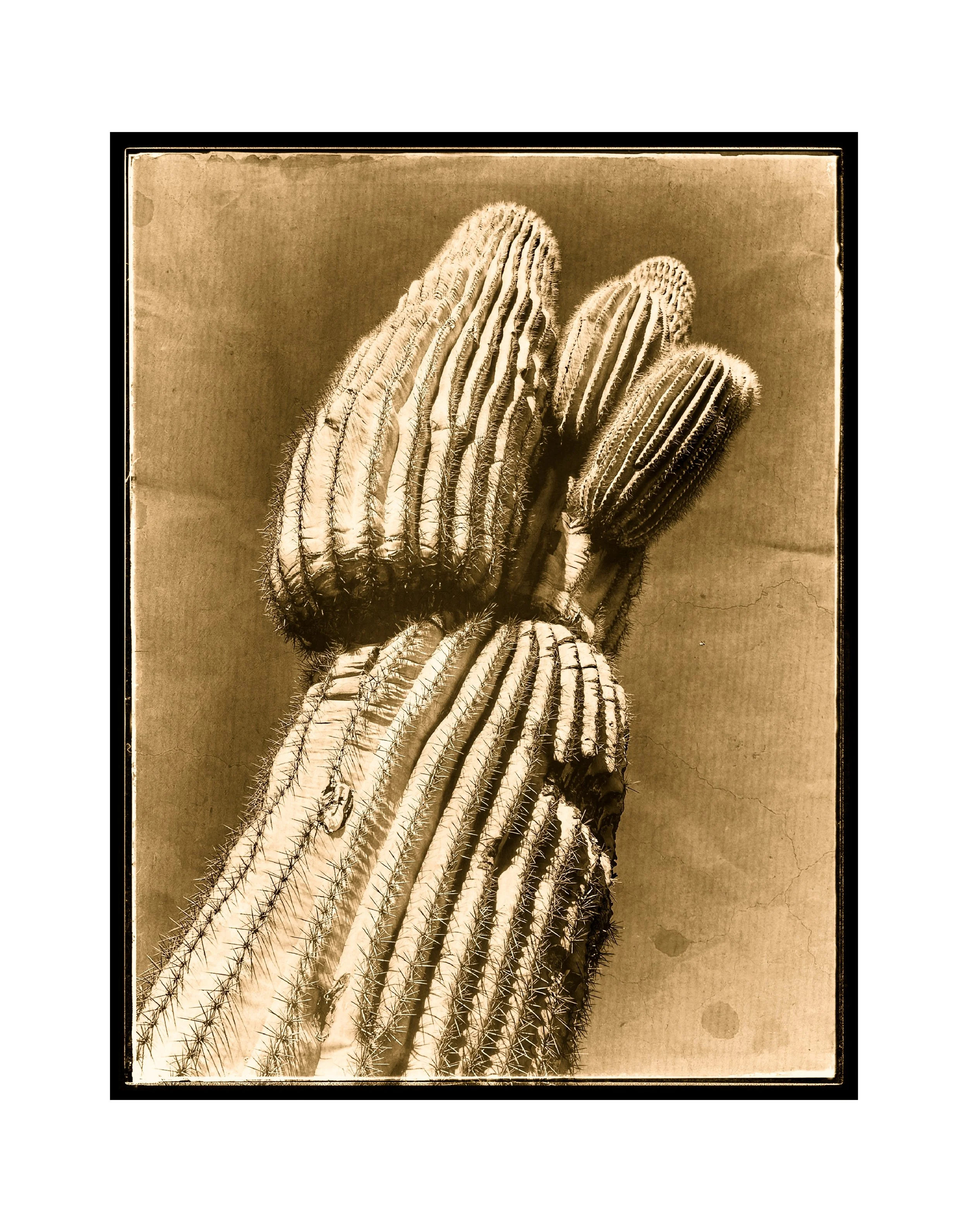 260504 Saguaro on Paper (Sepia Reproduction)