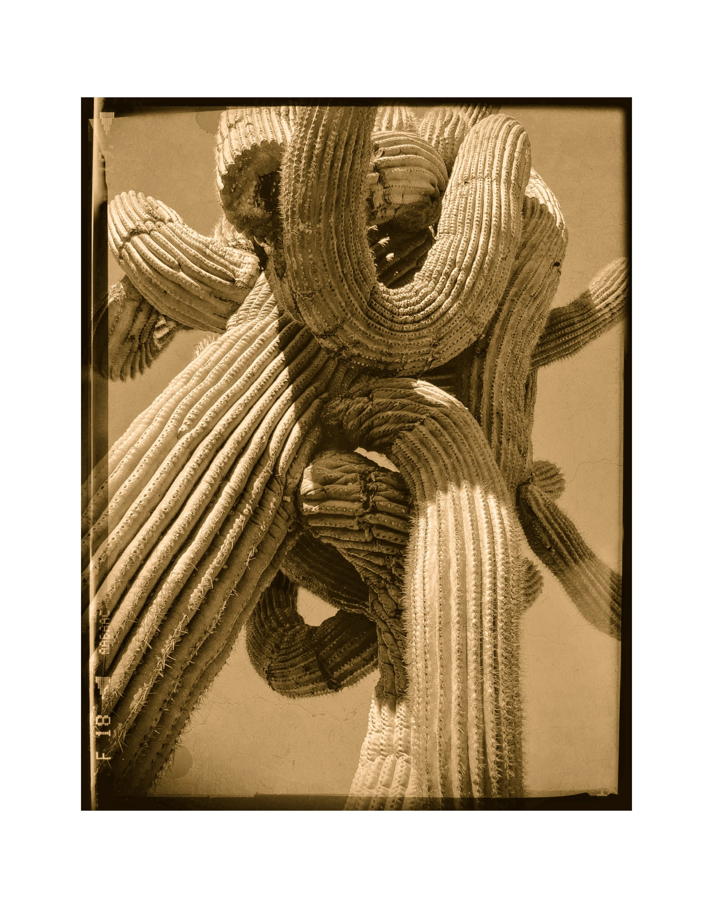 260708 Yavapai Arms (Sepia Reproduction)