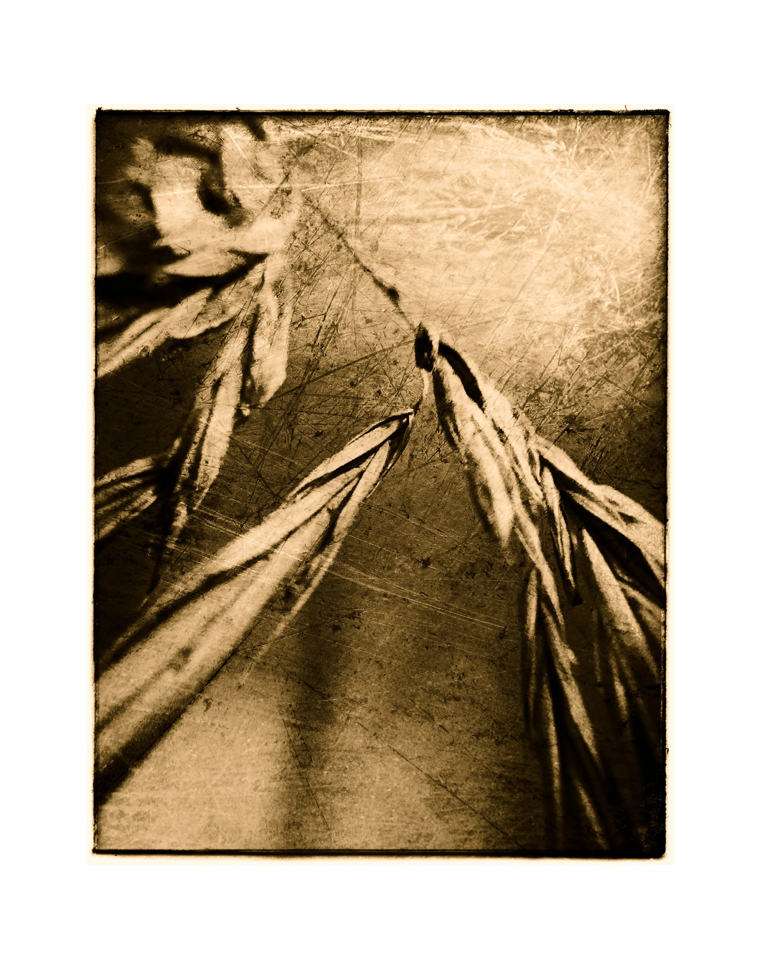 250208 Seeding Gore Creek (Sepia Reprduction)