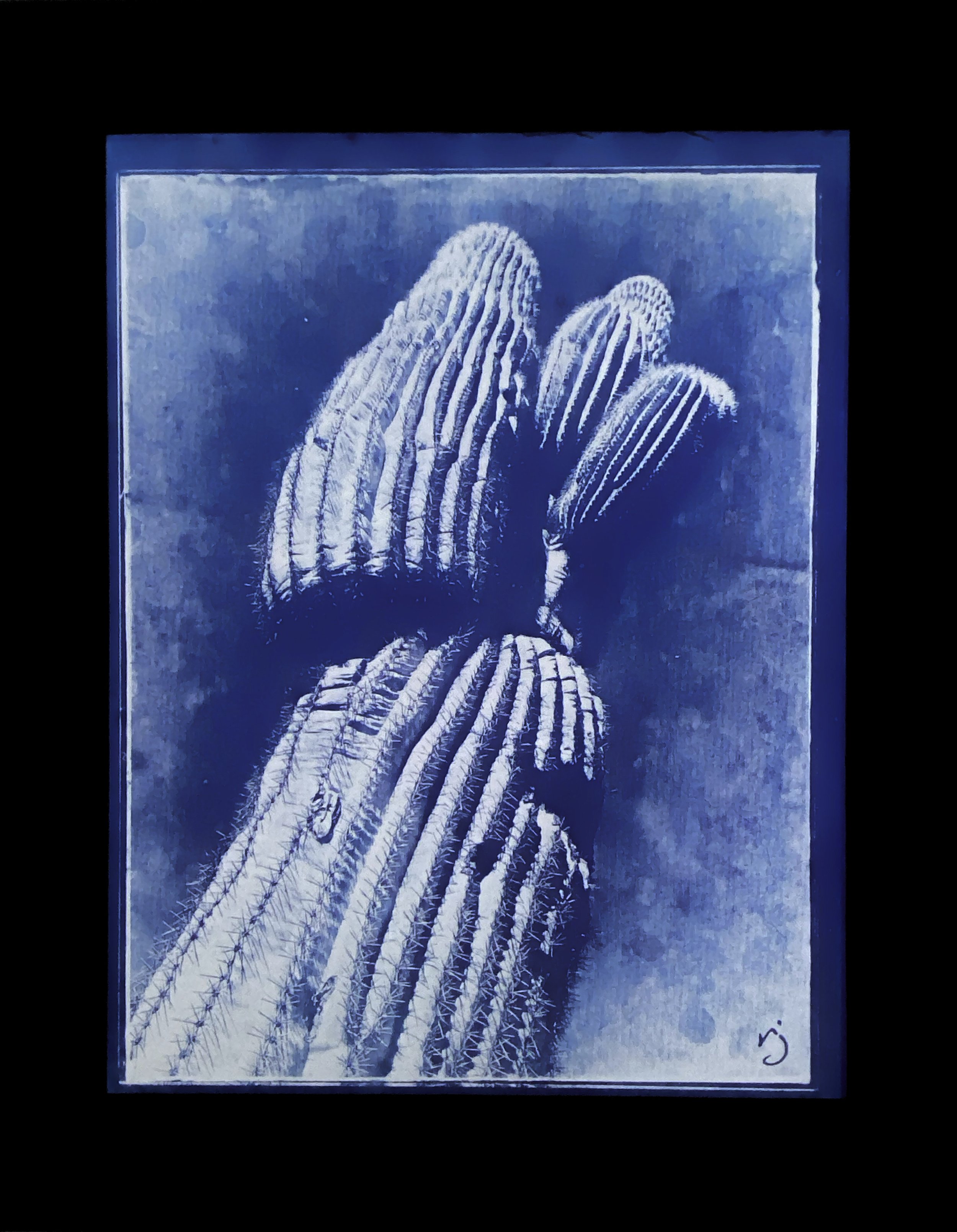 260504 Saguaro on Paper (G1) - 8.5X11" Cyanotype Image on 11x14" Glass, Framed
