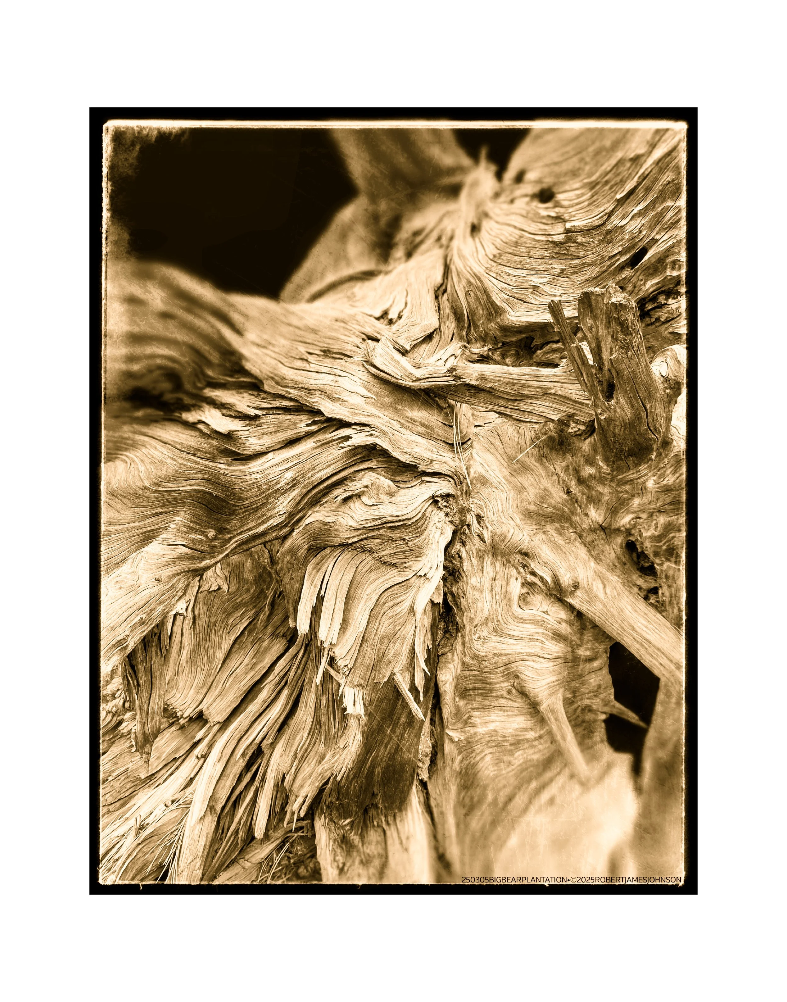 250305 Big Bear Plantation (Sepia Reproduction)