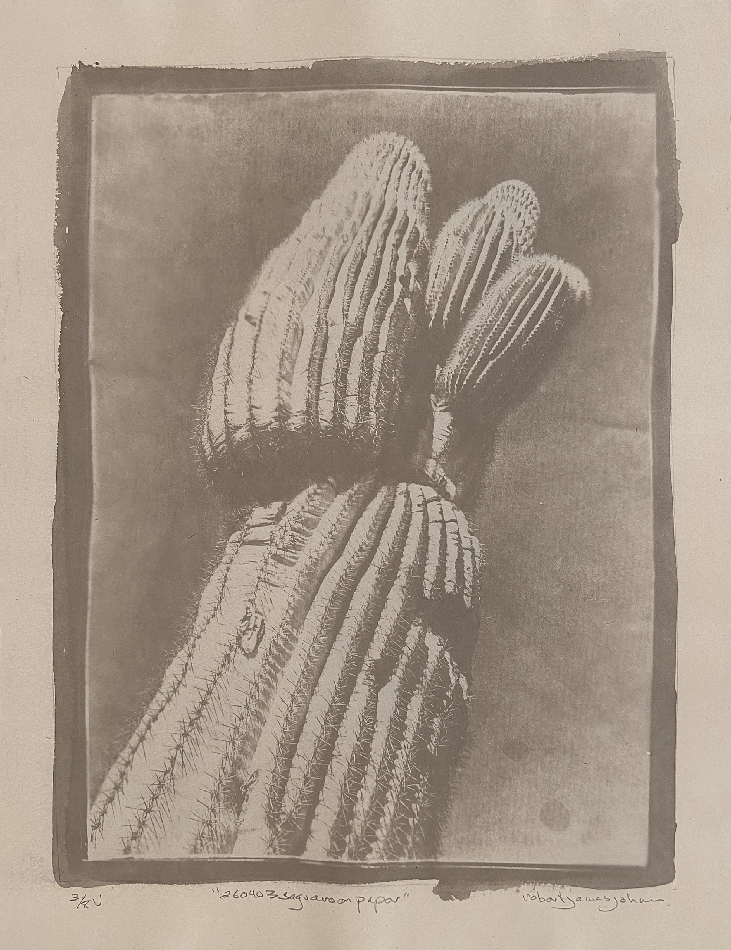 260403 Saguaro on Paper.jpg