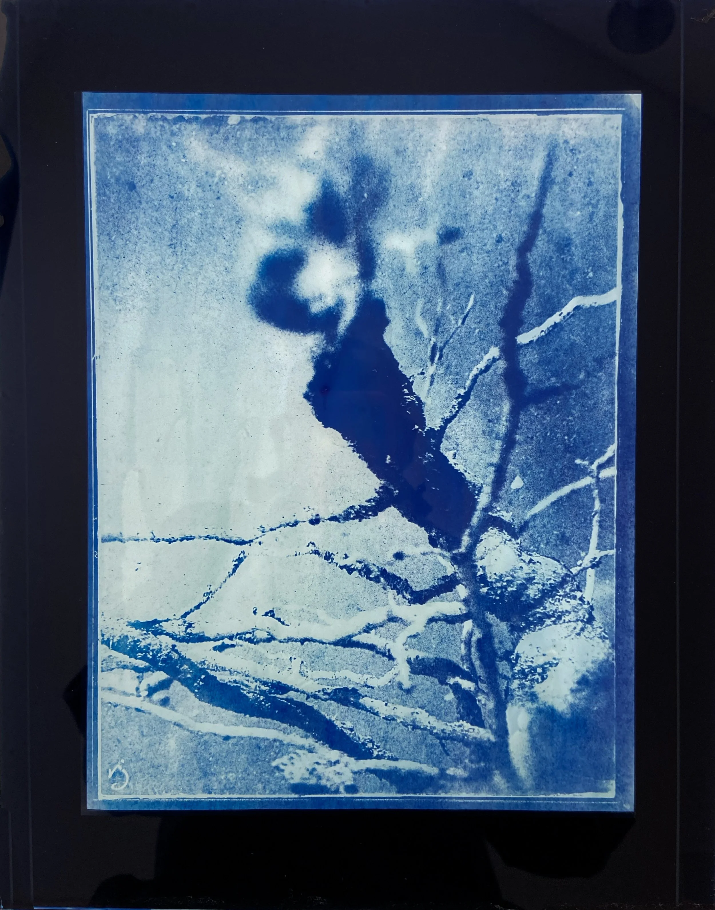 260423 He Is Root (G1) - 8.5X11" Cyanotype Image on 11x14" Glass, Framed