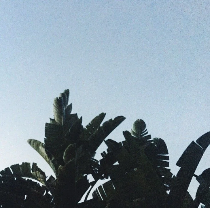 Silhouette of banana leaves against a pale blue sky.