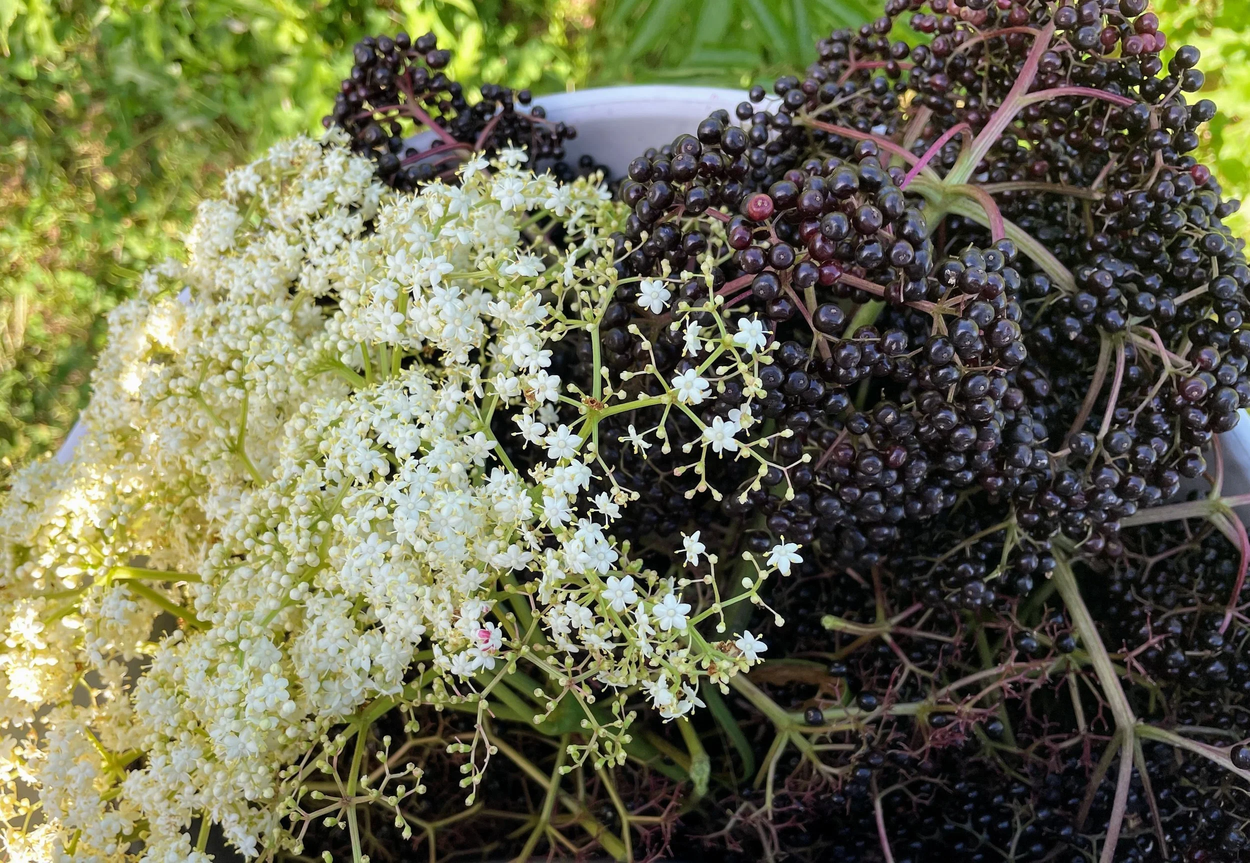 Elderberry Flowers and Fruits