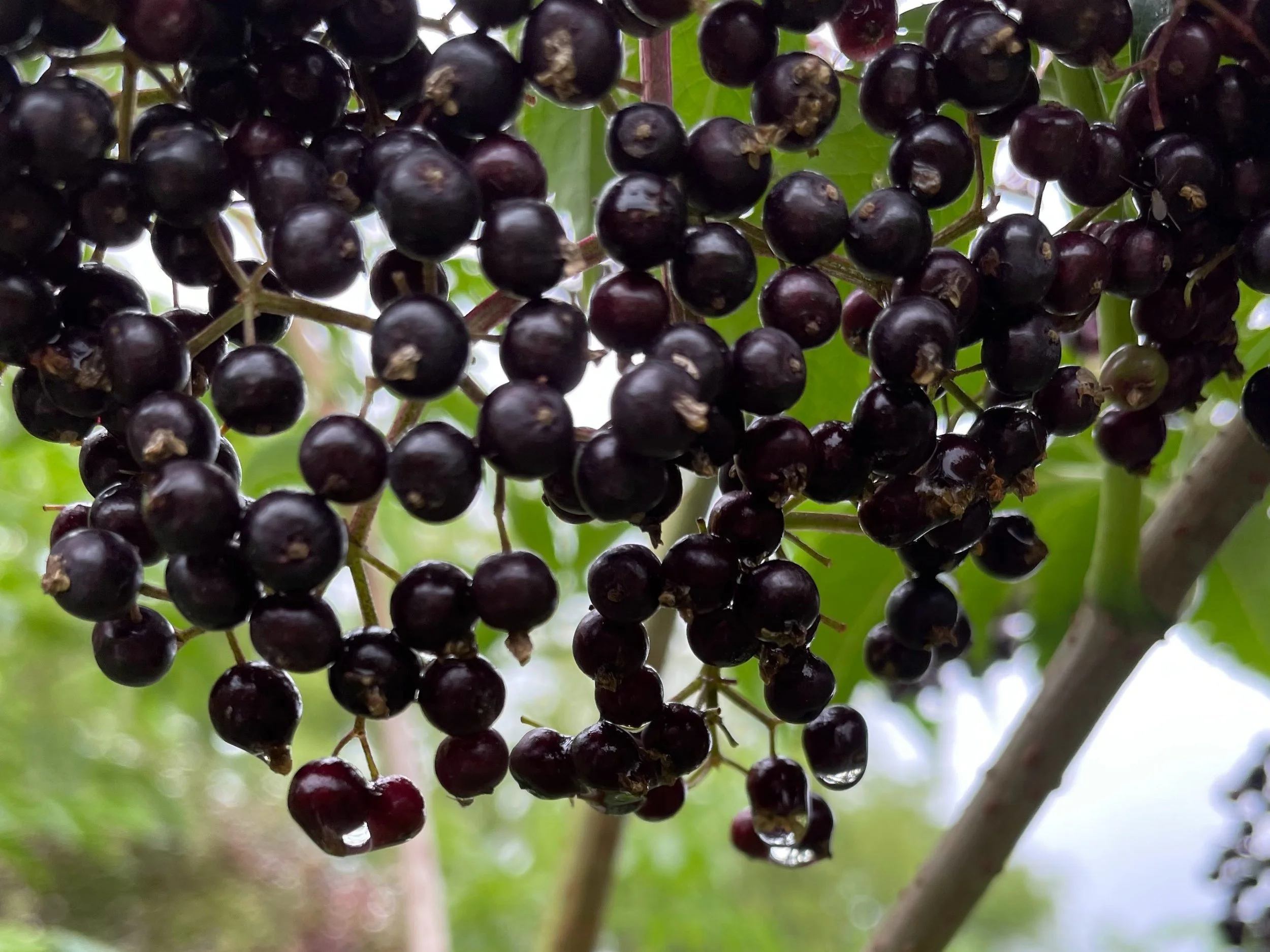 Dewy Elderberries