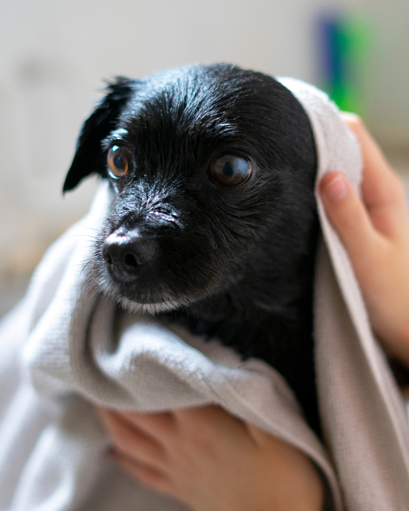 Después de la lluvia: cómo ayudar a los perros y gatos que están en la calle