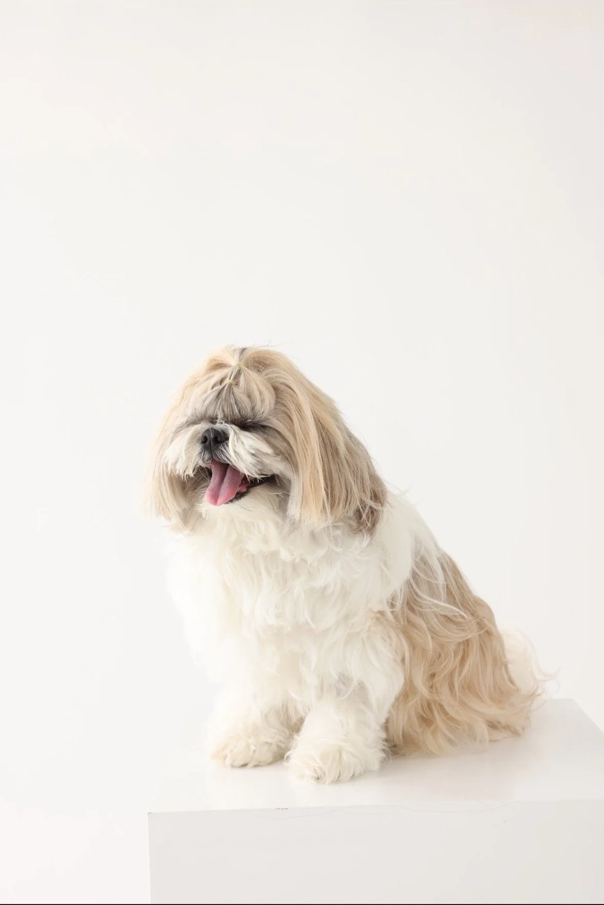 A small, fluffy, tan and white dog with long hair, sitting on a white platform, yawning with its tongue out, against a plain white background.