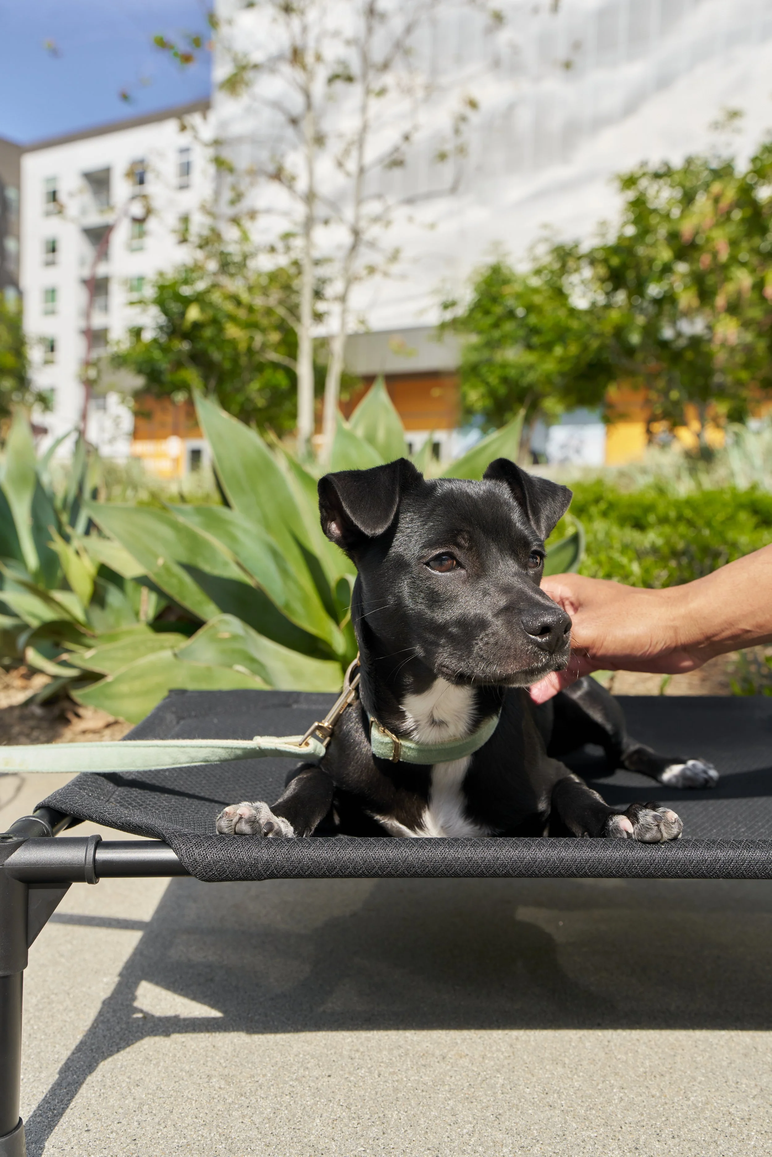 Black and white dog lying on a black elevated platform outdoors with green plants and trees in the background.
