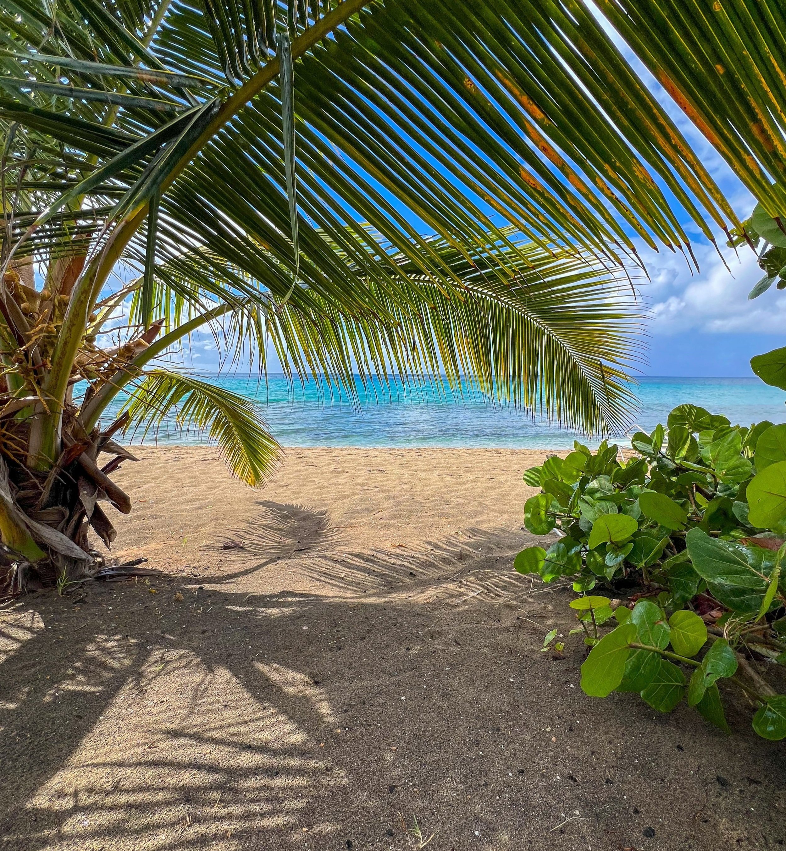 South Friars Bay St Kitts beaches lined with beach bars and calm swimming water