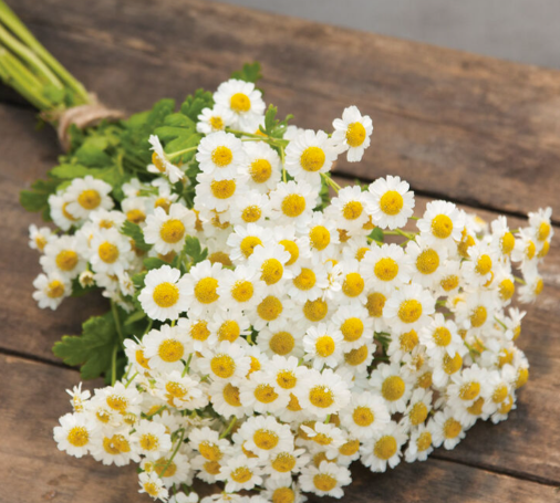 Feverfew.png