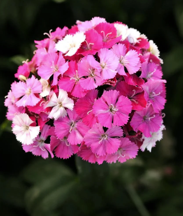 Dianthus.png