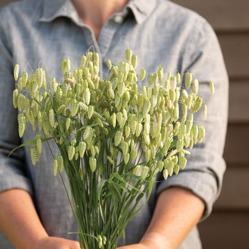 Greater Quaking Grass 1.jpg