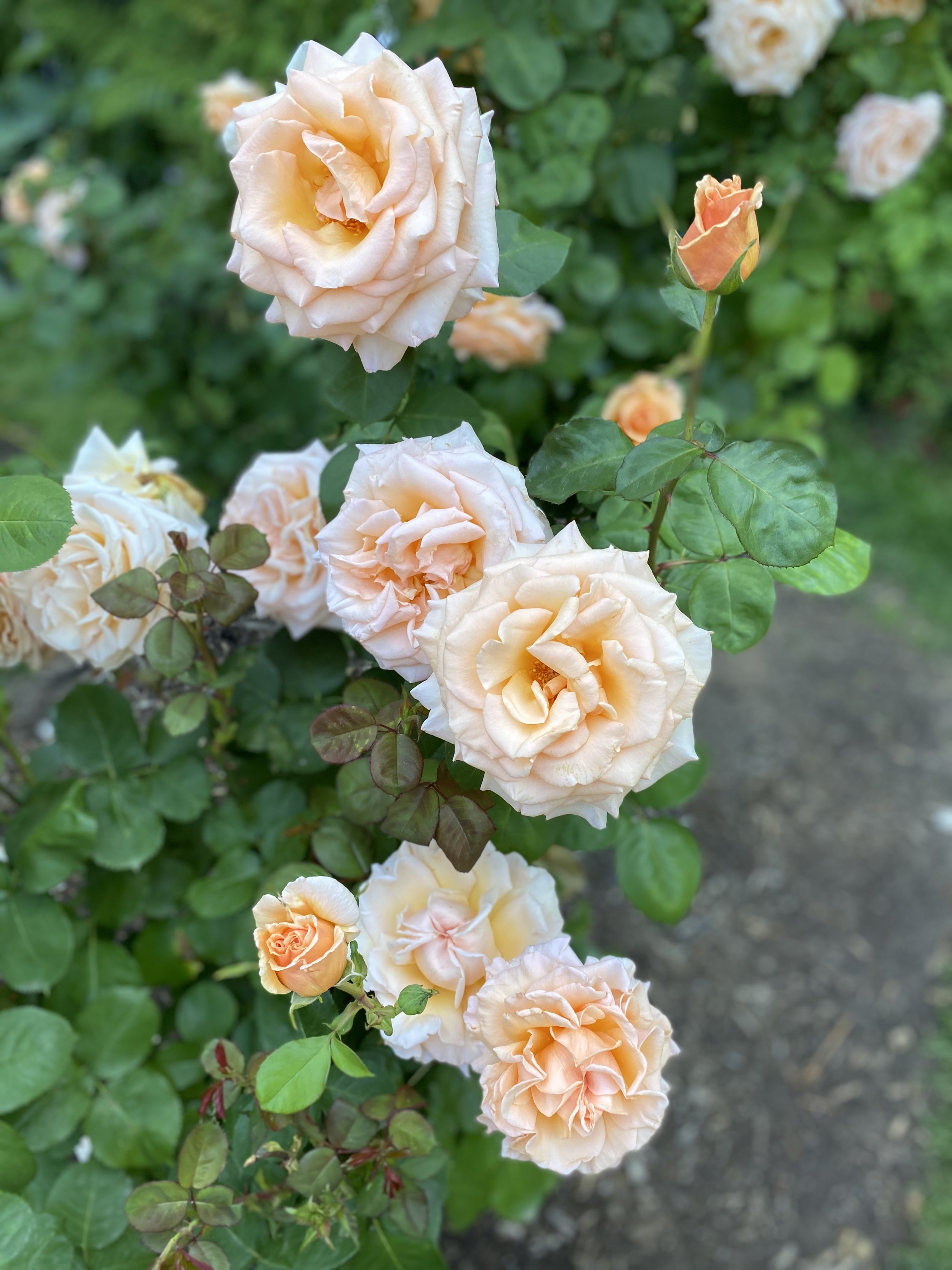 Garden Design Consultation