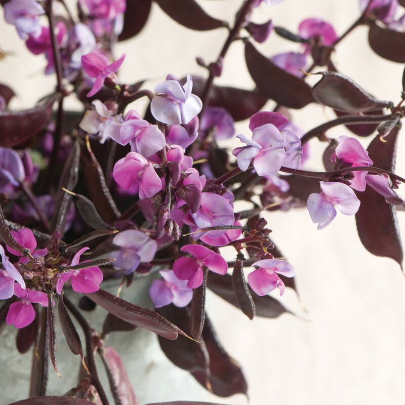 Ruby Moon Hyacinth Bean.jpg