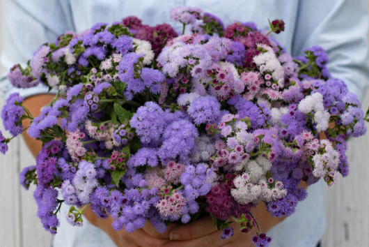 Ageratum Timeless Mix.png