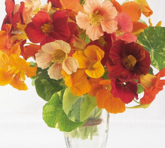 Alaska Mix Nasturtium.png