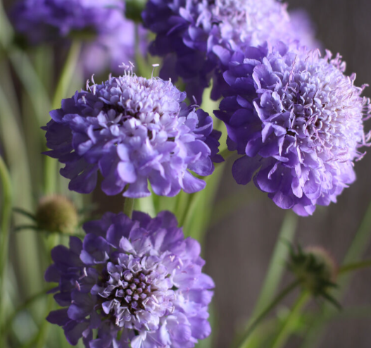 Scabiosa Oxford Blue.png