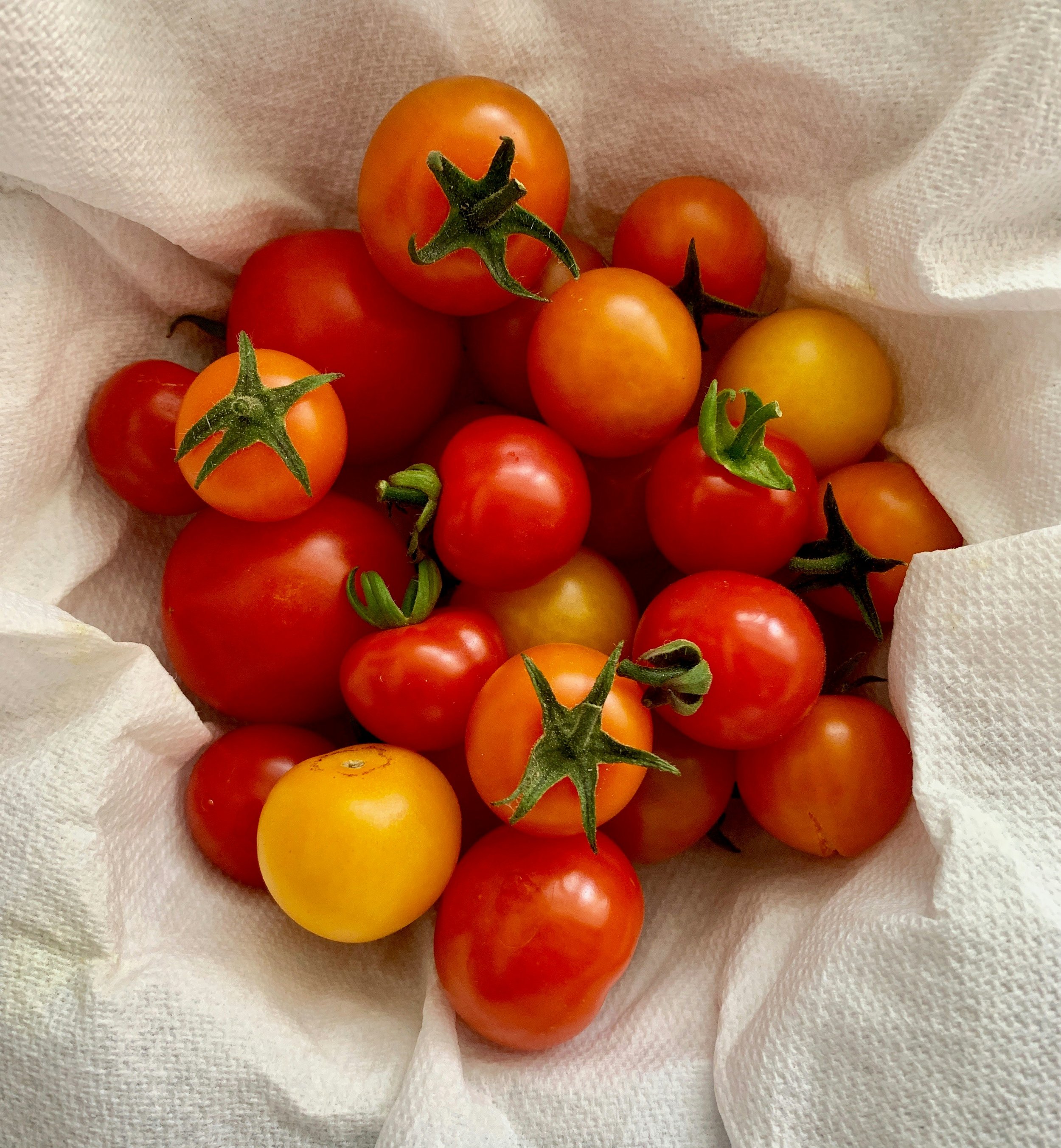 Tomato Plant- Sungold