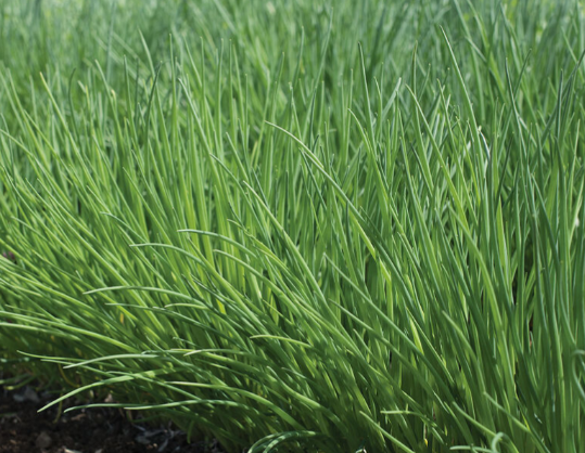 Chives.png
